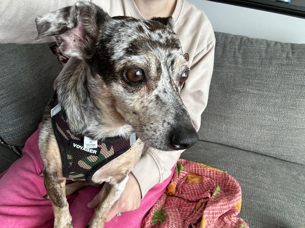 Enlarge Pearl, a Adoptable mixed breed in Lancaster, PA image 5/6