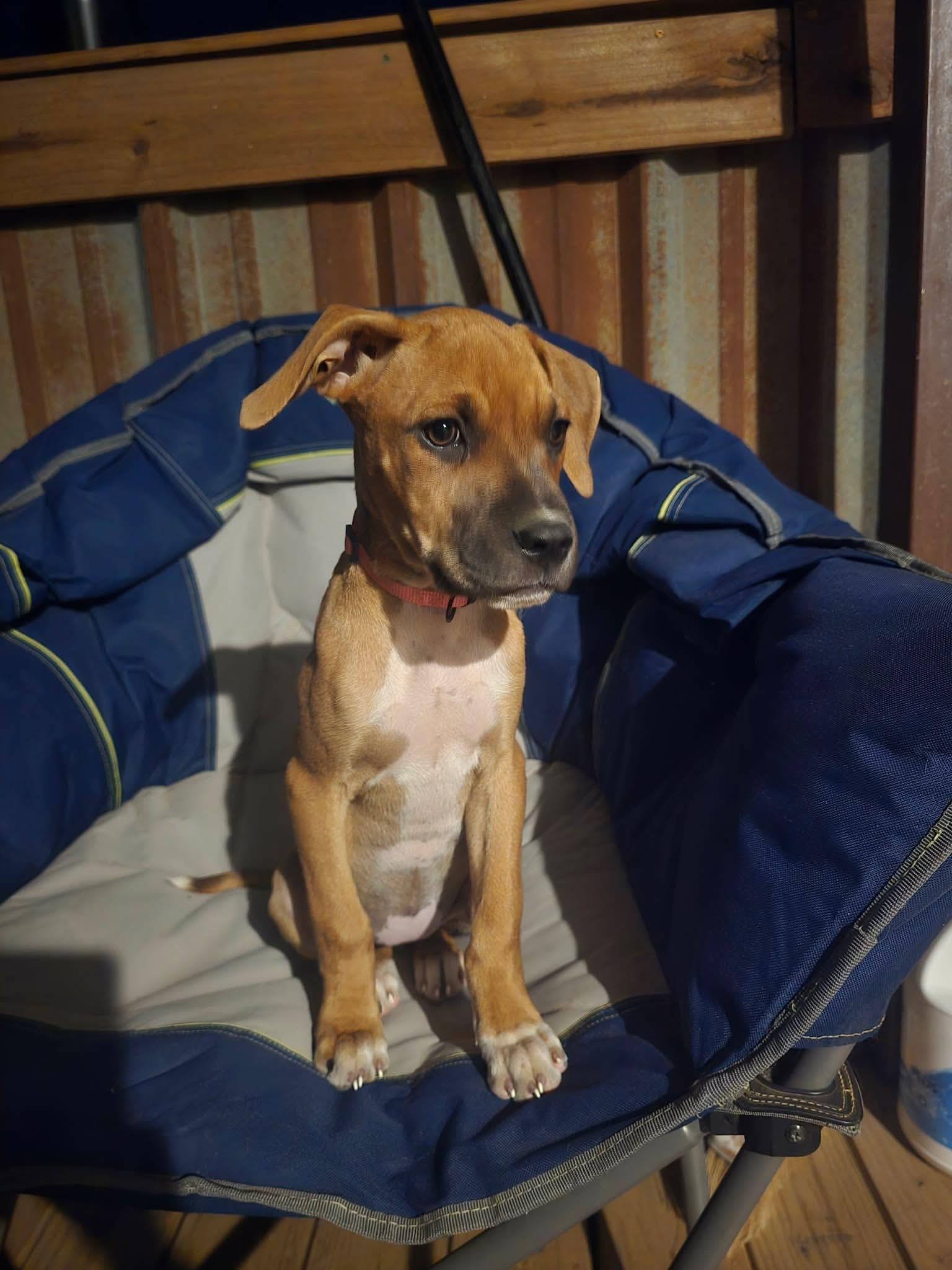 Bonnie, Adoptable, Young Female Boxer.