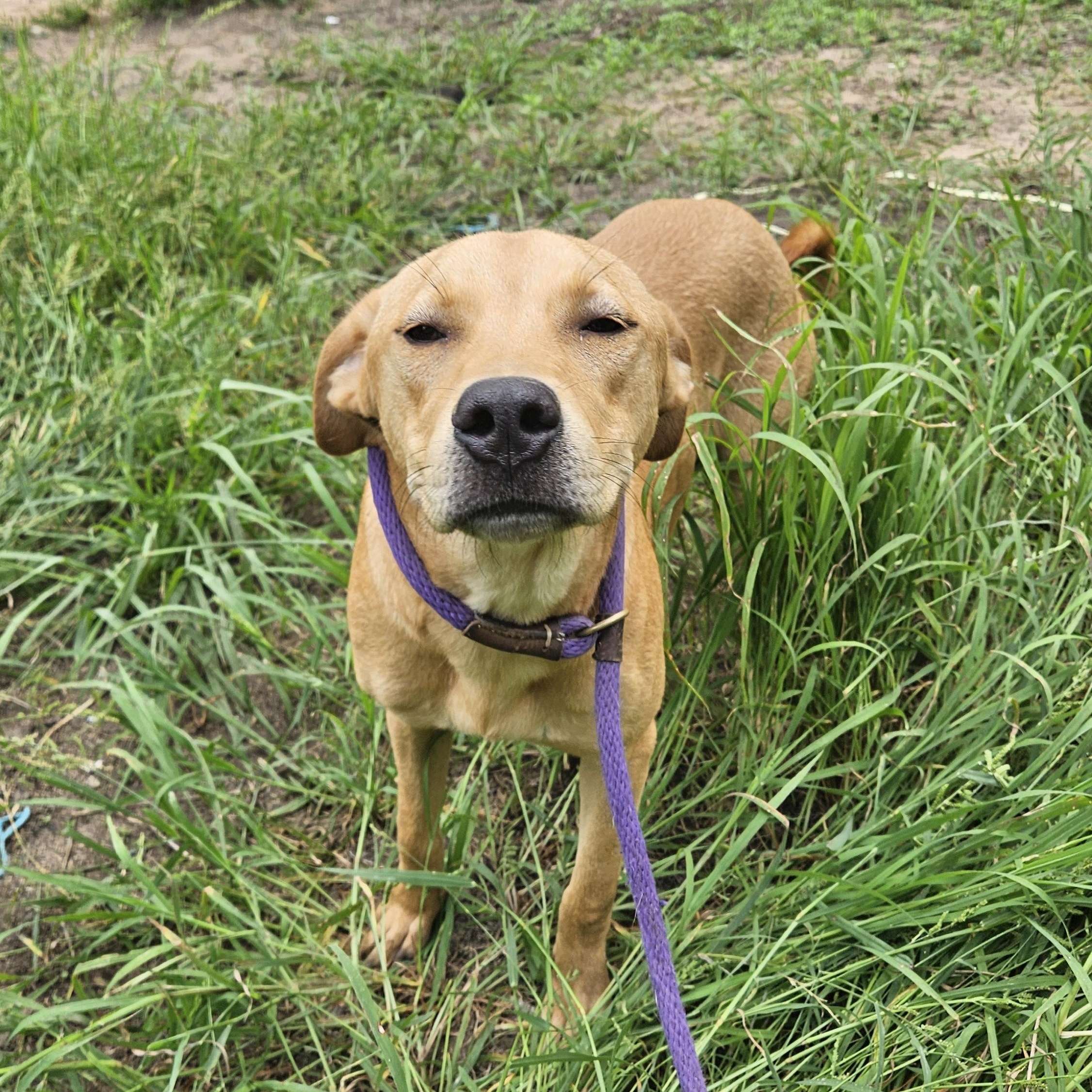Enlarge Birch, a Adoptable mixed breed in Magnolia, TX image 6/6