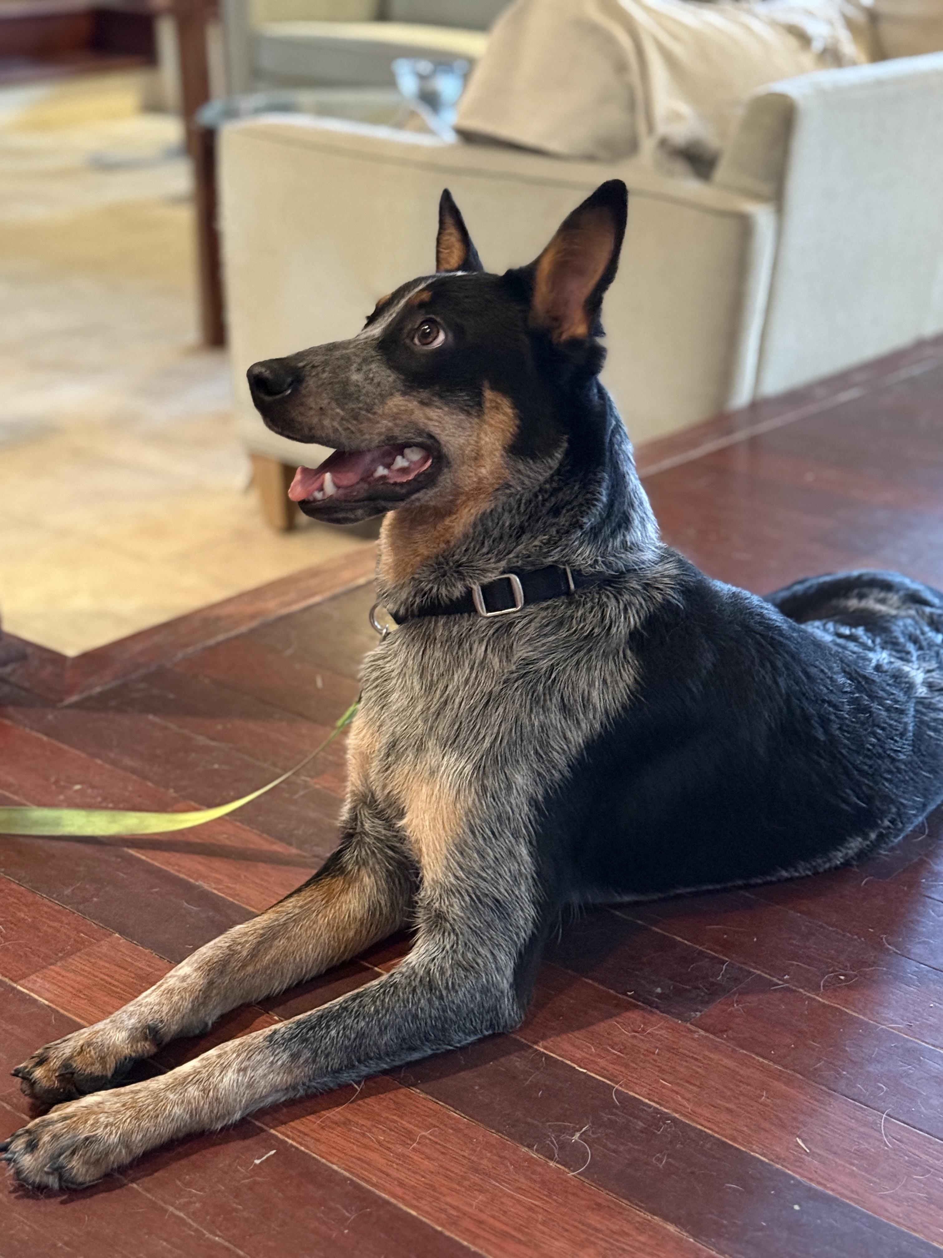 Jax, adopted, Young Male Australian Cattle Dog / Blue Heeler.