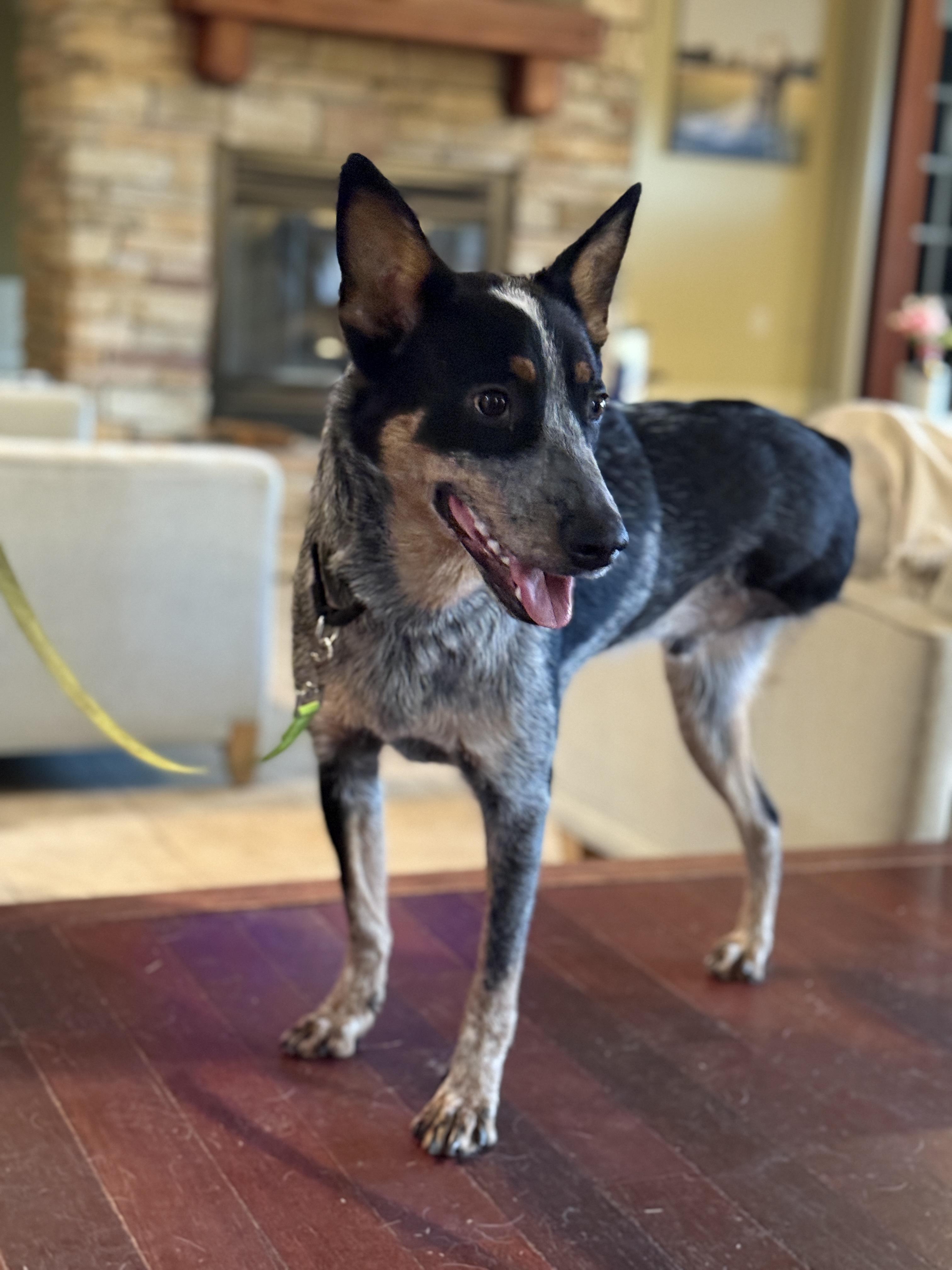 Jax, an adopted Australian Cattle Dog / Blue Heeler in Bassett, VA image 6/6