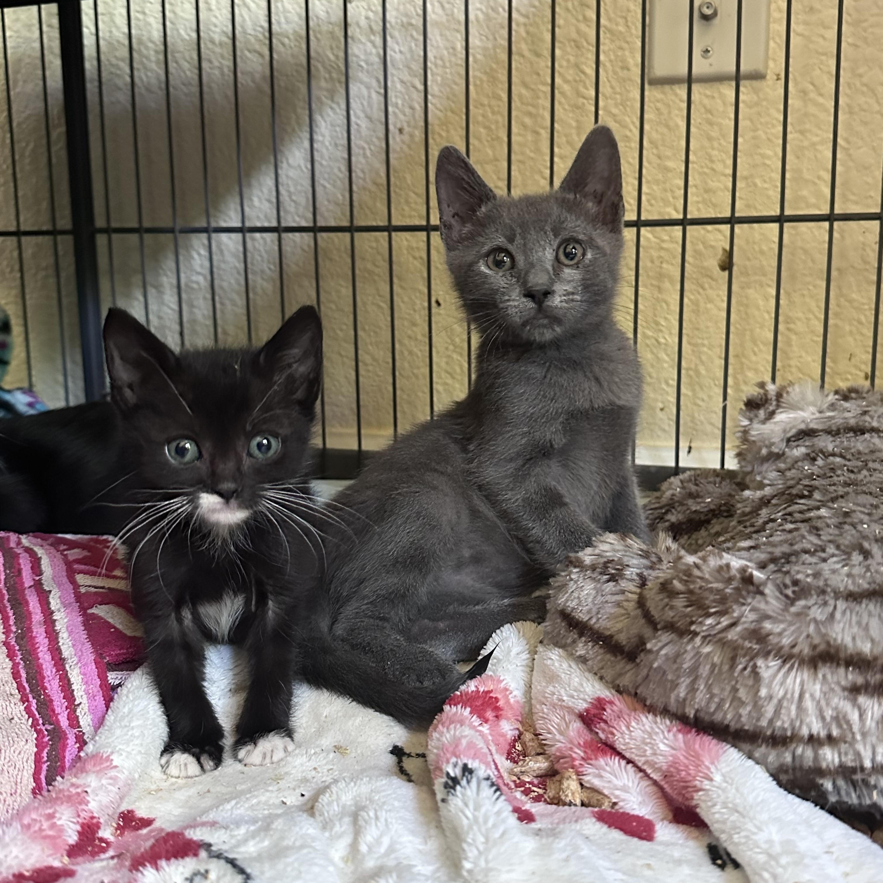 Waffles, an adopted Russian Blue in Elk Grove, CA image 2/3