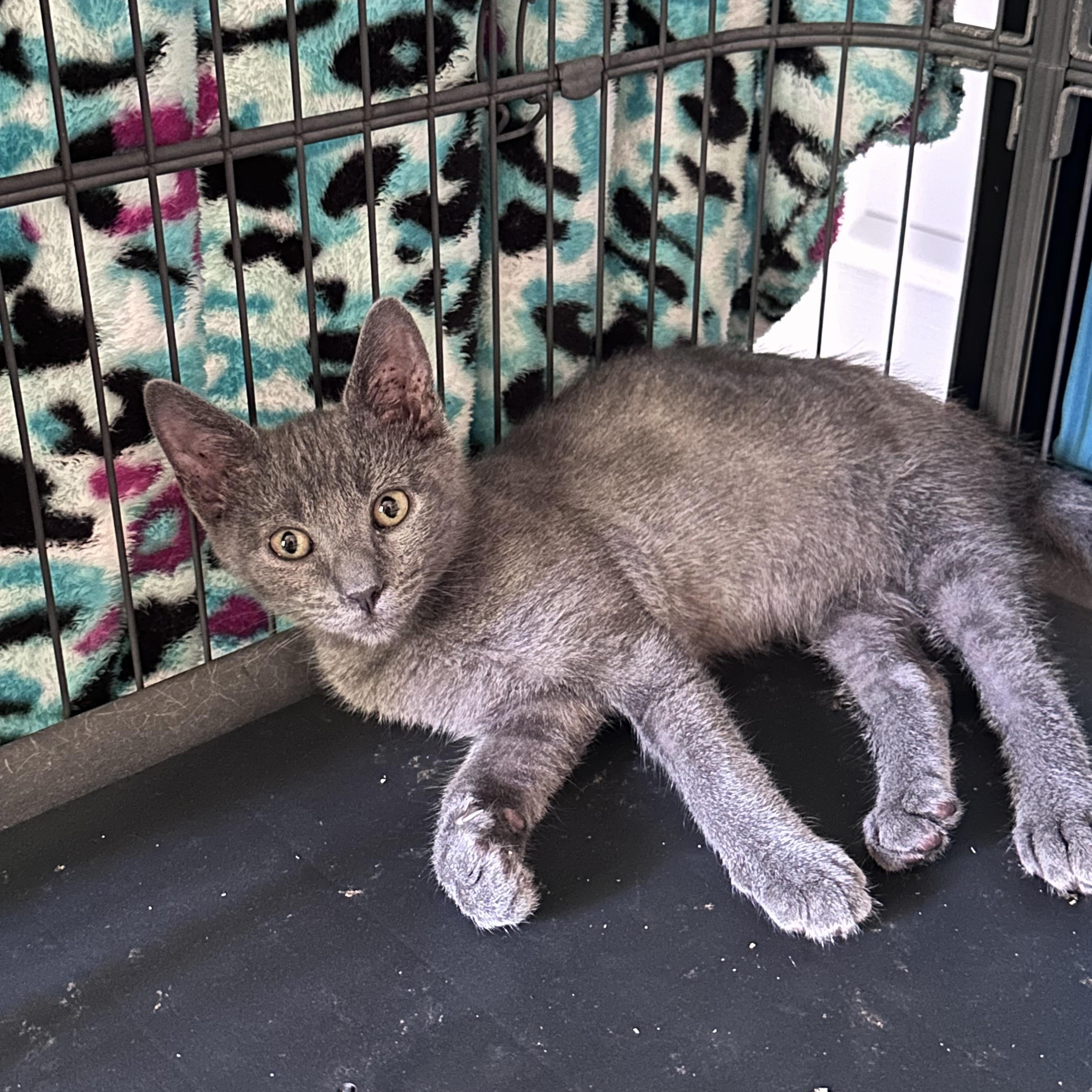 Waffles, adopted, Kitten Male Russian Blue.