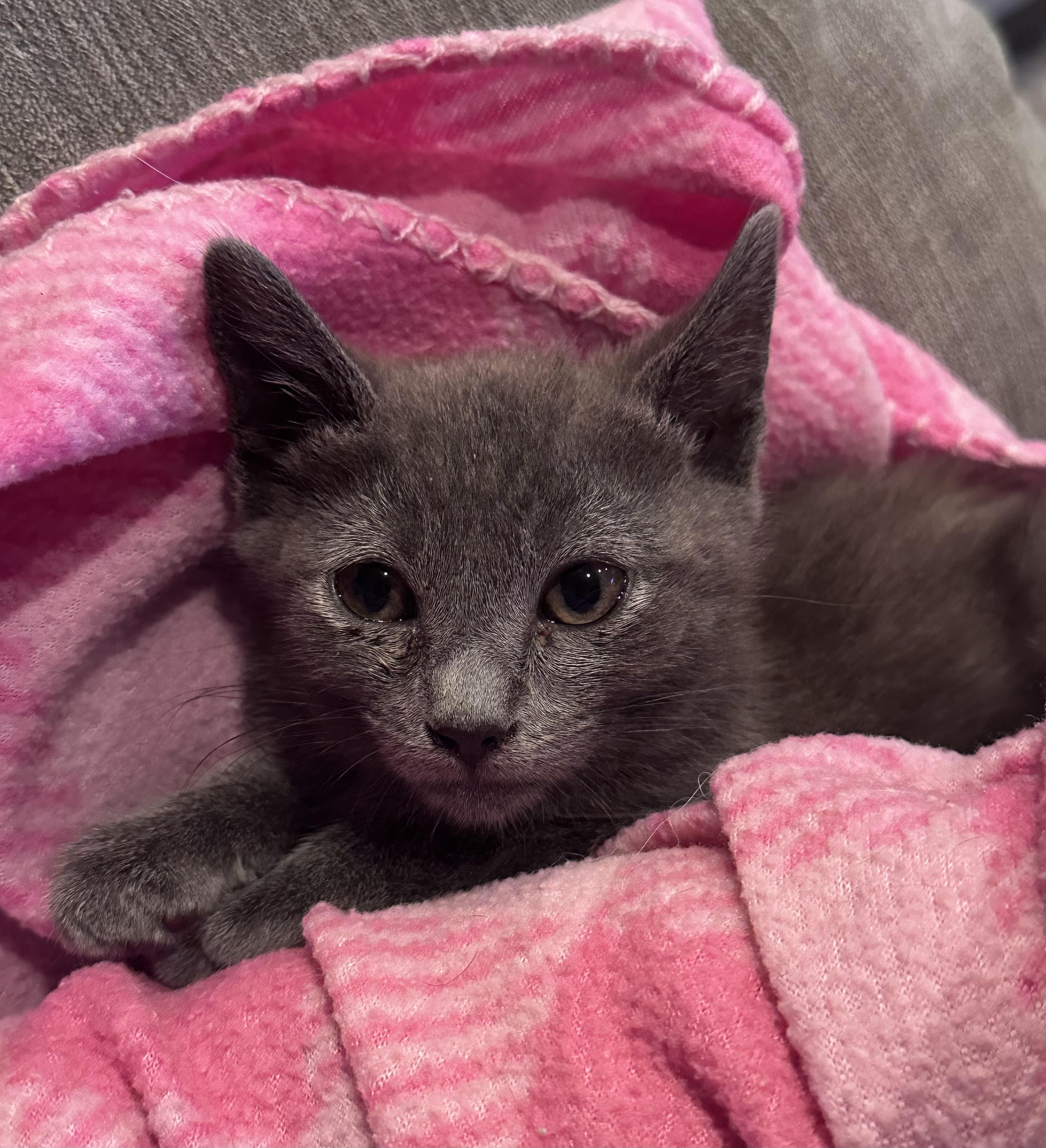Waffles, an adopted Russian Blue in Elk Grove, CA image 3/3