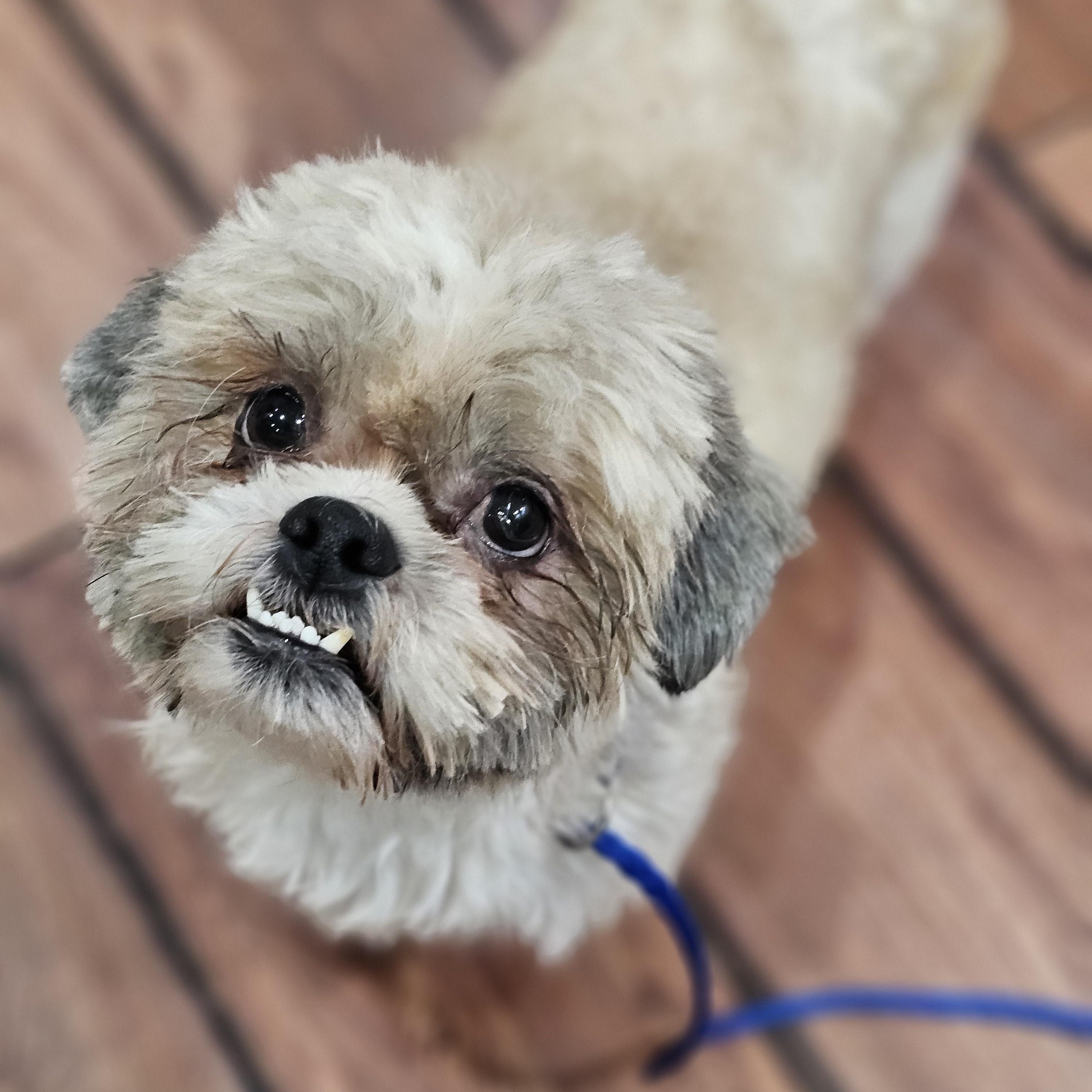Enlarge Hudson, an adopted Shih Tzu in O Fallon, IL image 5/6