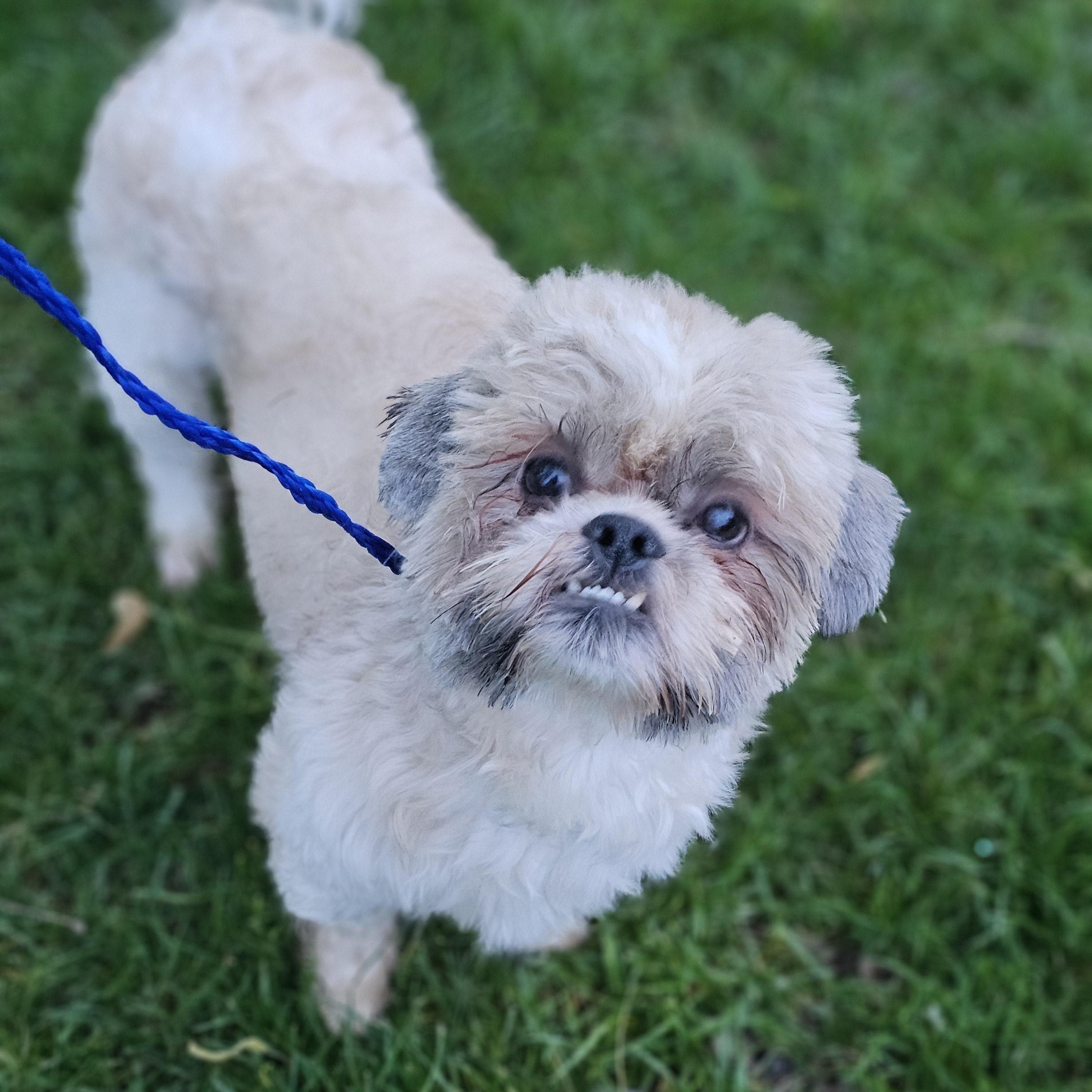 Hudson, adopted, Young Male Shih Tzu.