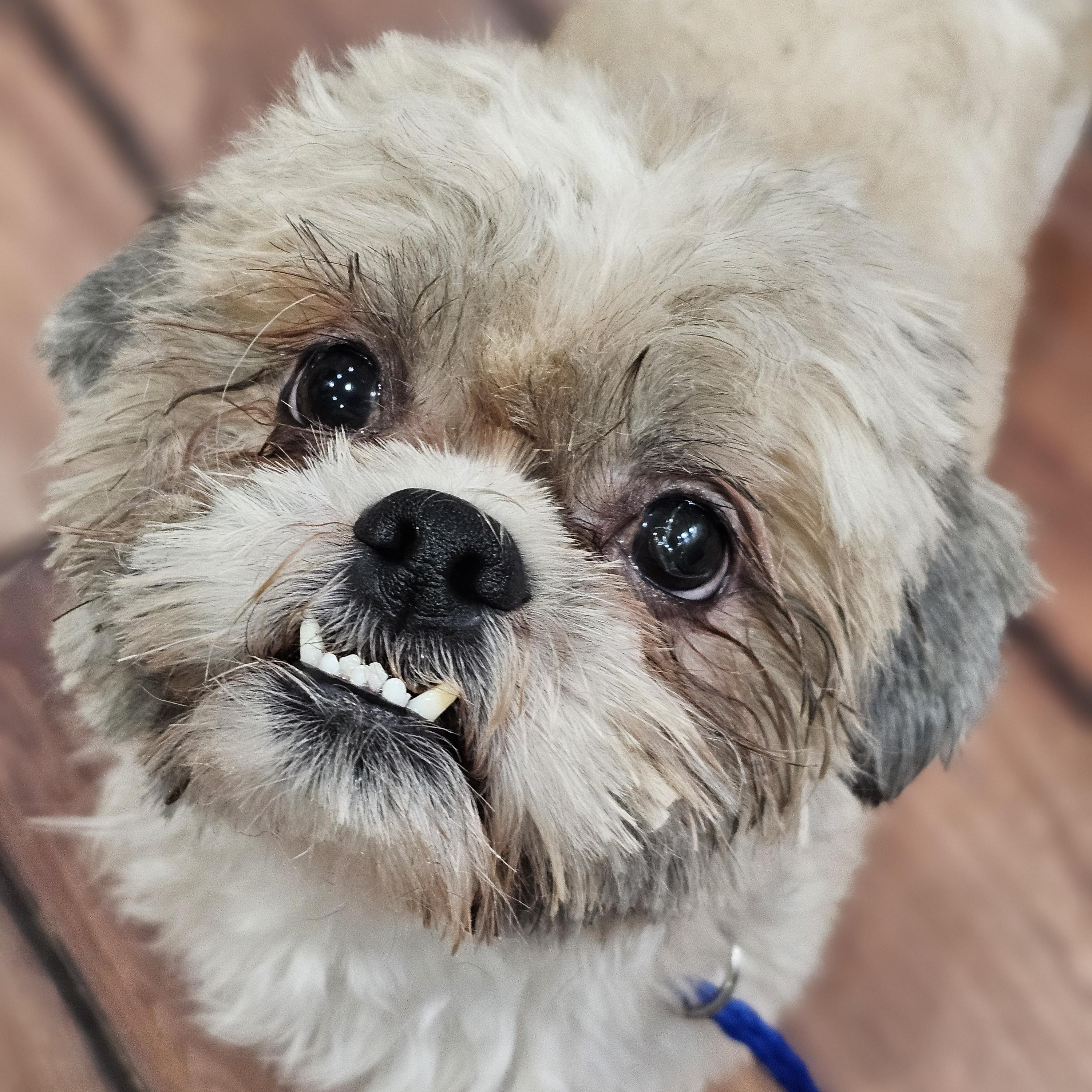 Enlarge Hudson, an adopted Shih Tzu in O Fallon, IL image 6/6