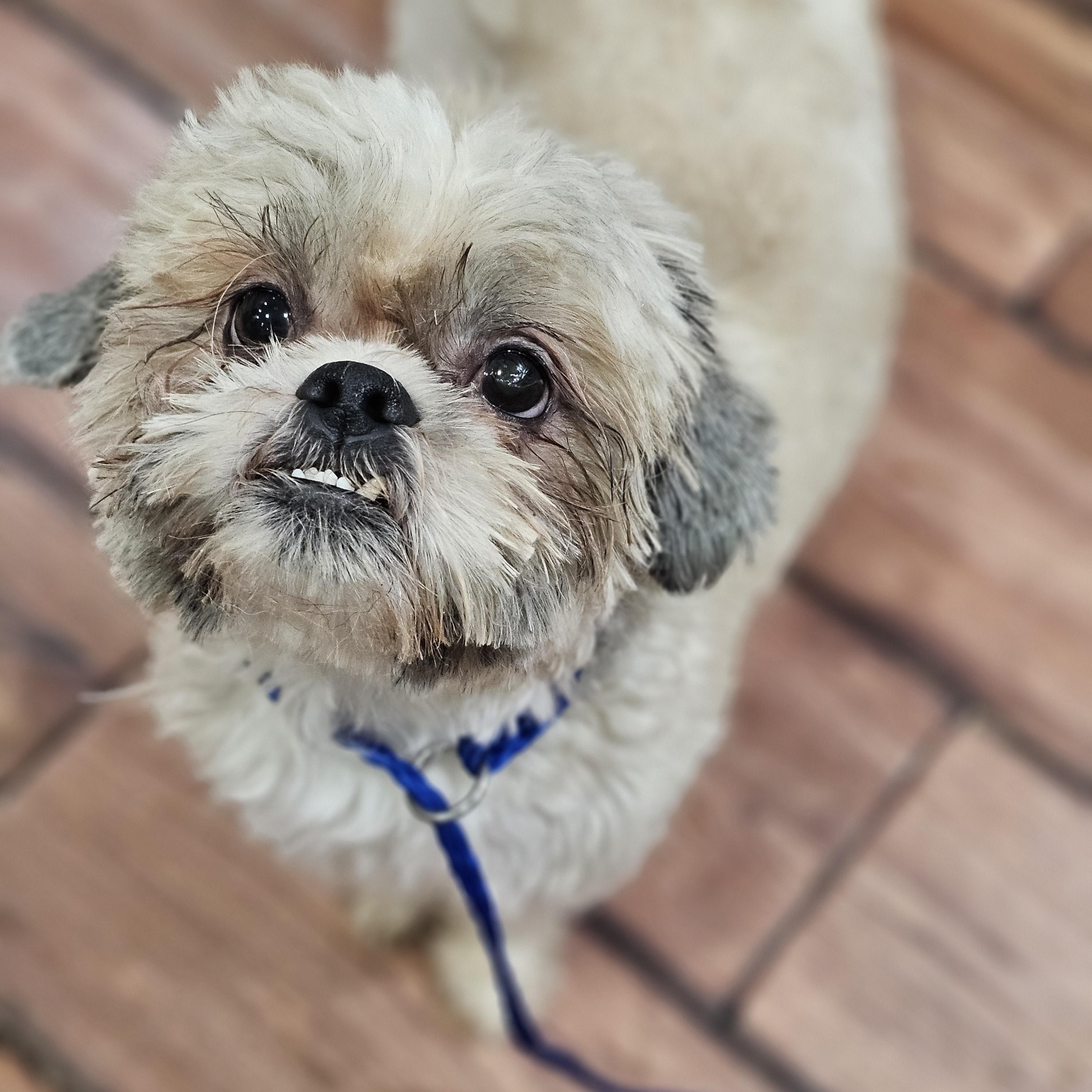 Enlarge Hudson, an adopted Shih Tzu in O Fallon, IL image 2/6