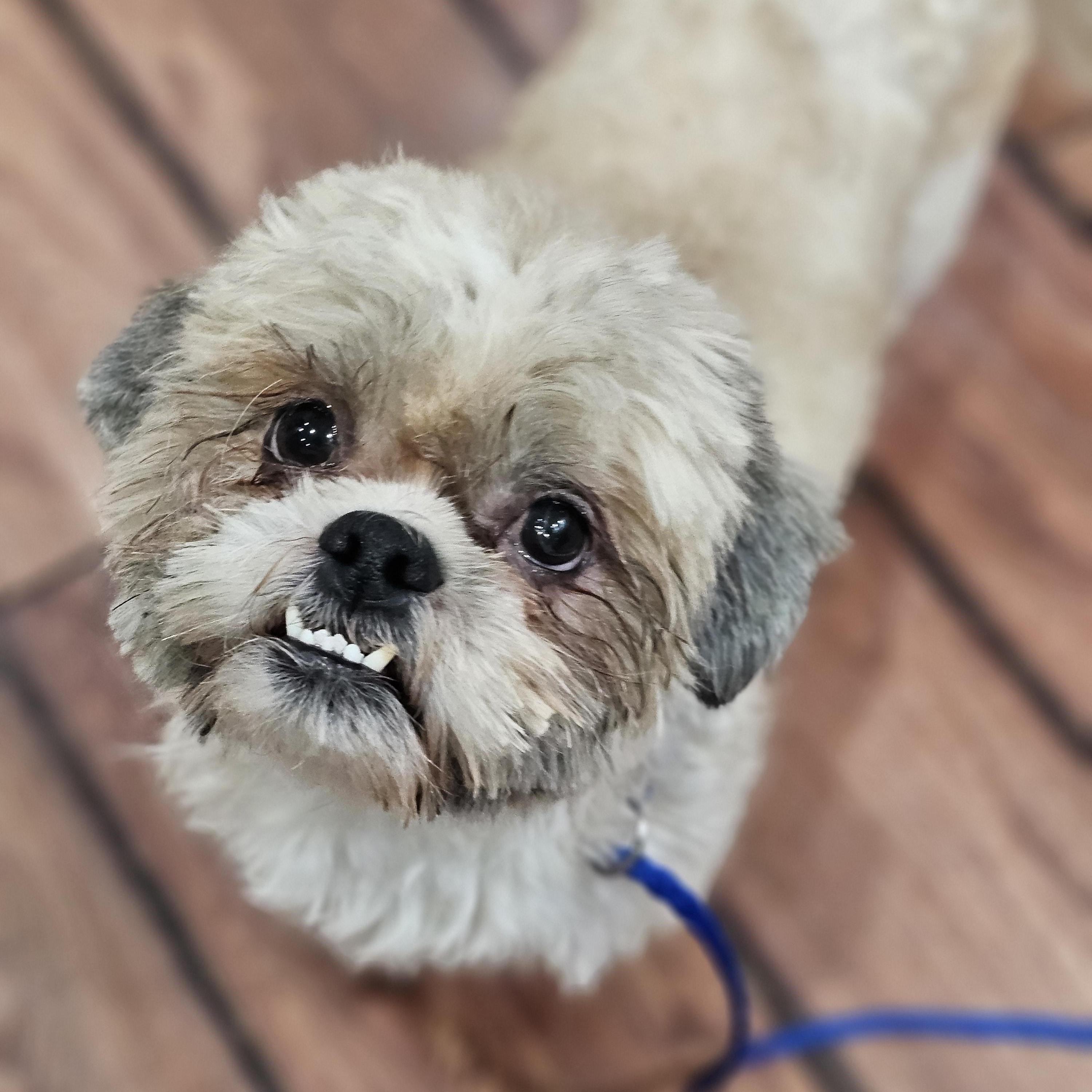 Enlarge Hudson, an adopted Shih Tzu in O Fallon, IL image 4/6