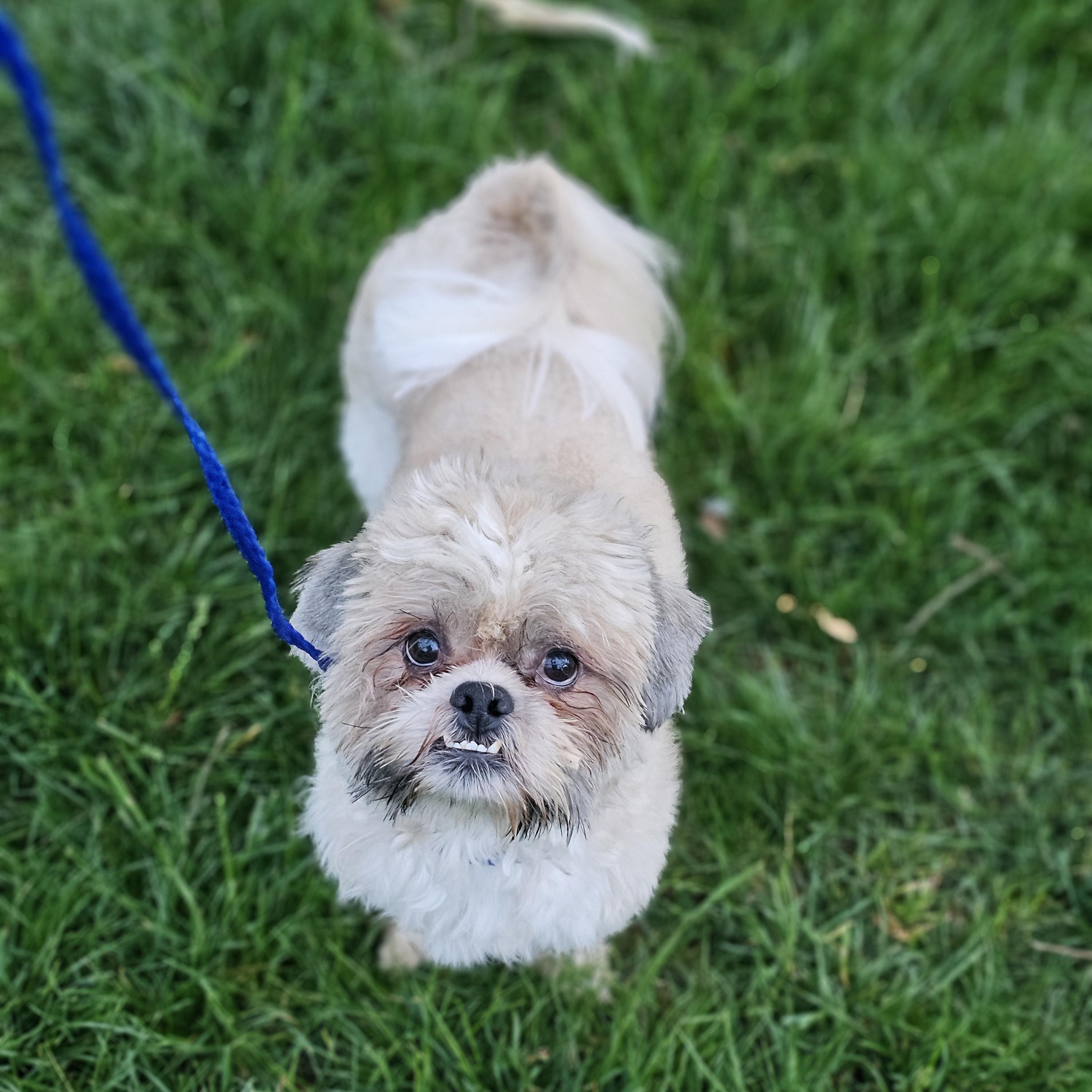 Enlarge Hudson, an adopted Shih Tzu in O Fallon, IL image 3/6