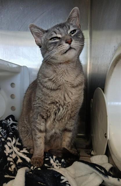 Enlarge CHRISTIAN, a Adoptable Domestic Short Hair in Corpus Christi, TX image 1/1