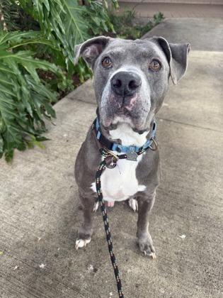 Wallace, Adoptable, Senior Male Pit Bull Terrier & Mixed Breed.