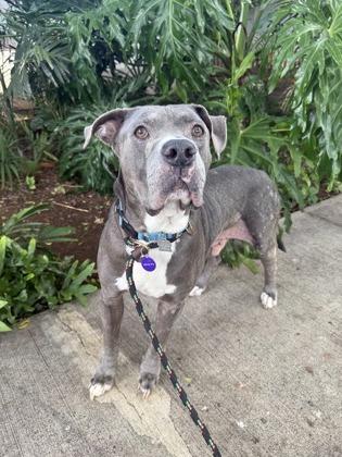 Enlarge Wallace, a Adoptable mixed breed in Honolulu, HI image 2/3