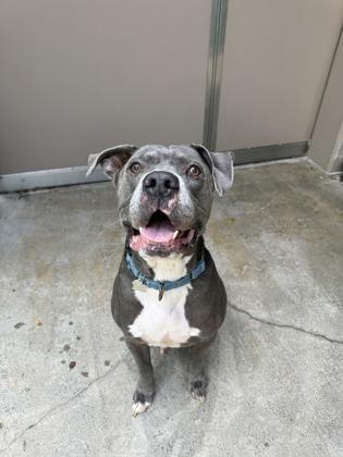 Enlarge Wallace, a Adoptable mixed breed in Honolulu, HI image 3/3