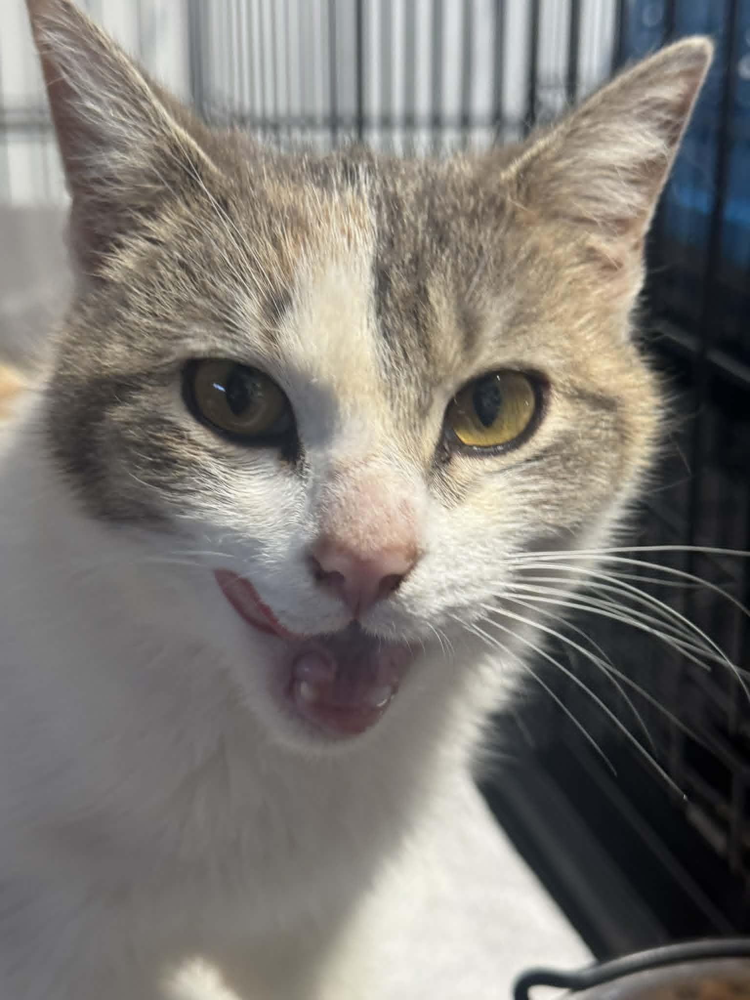 Enlarge Sally, a Adoptable Domestic Short Hair in Orleans, ON image 1/1