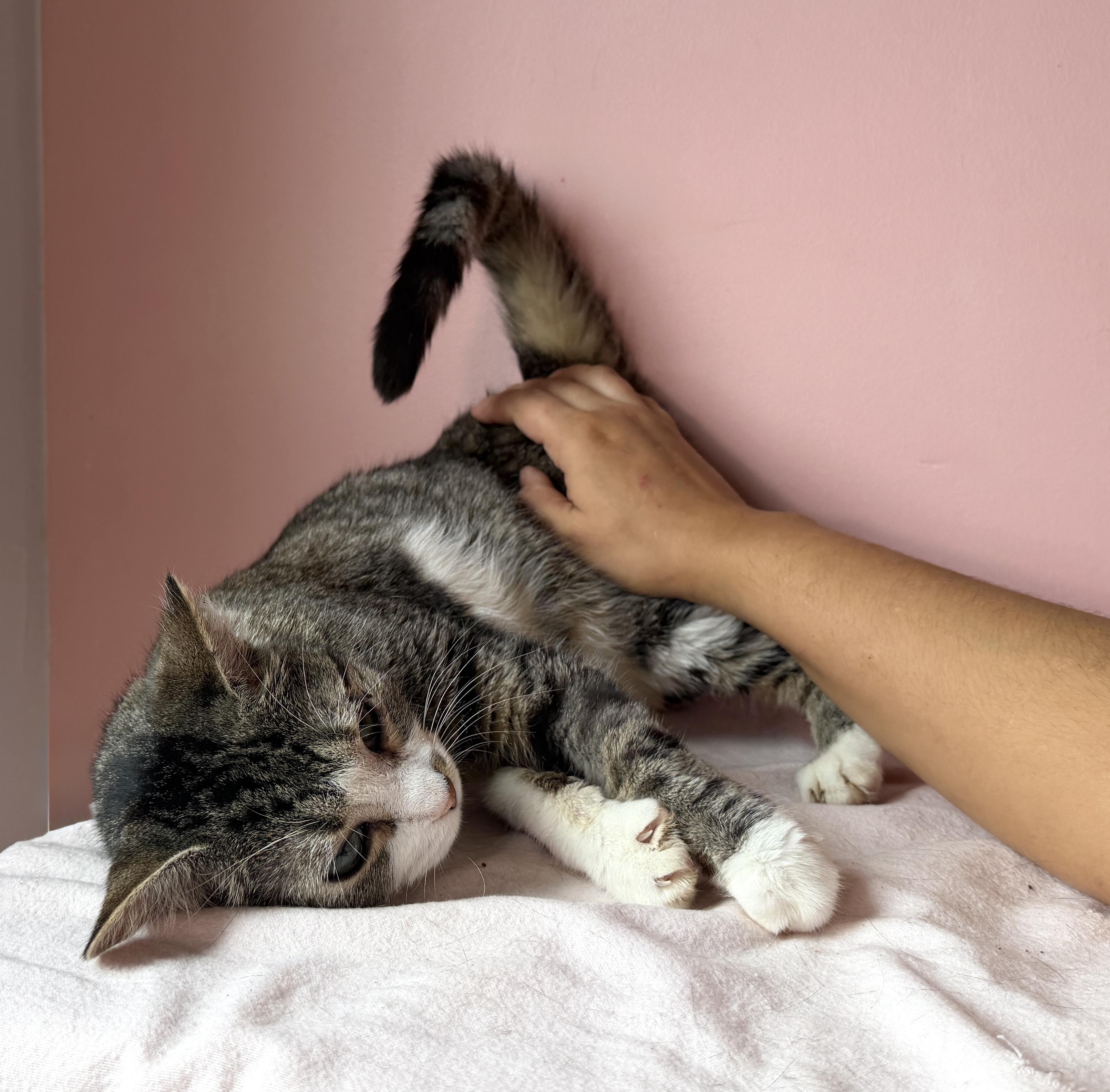 Enlarge EMMY, an adopted Tabby in New York, NY image 2/2