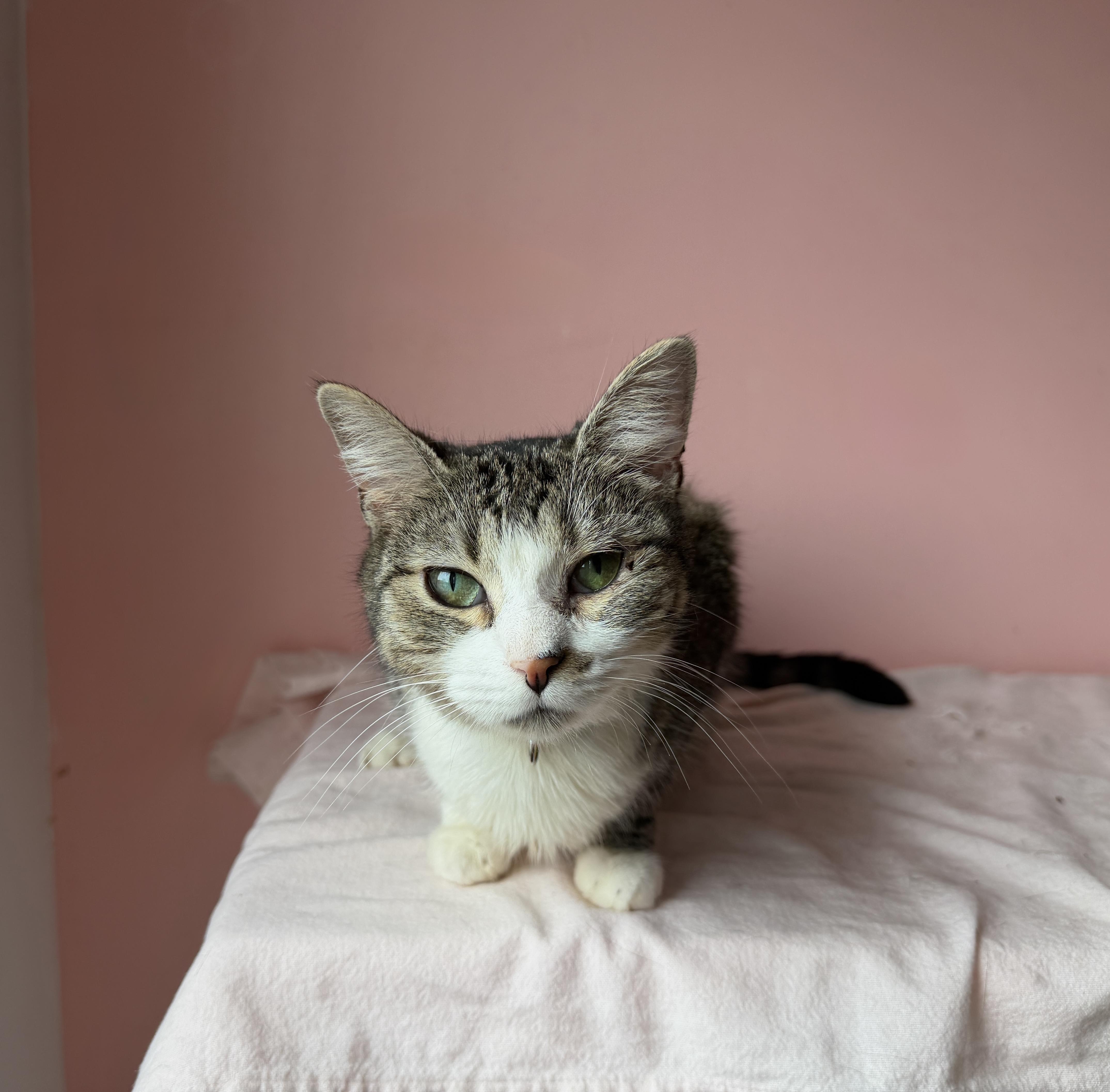 EMMY, adopted, Young Female Tabby.