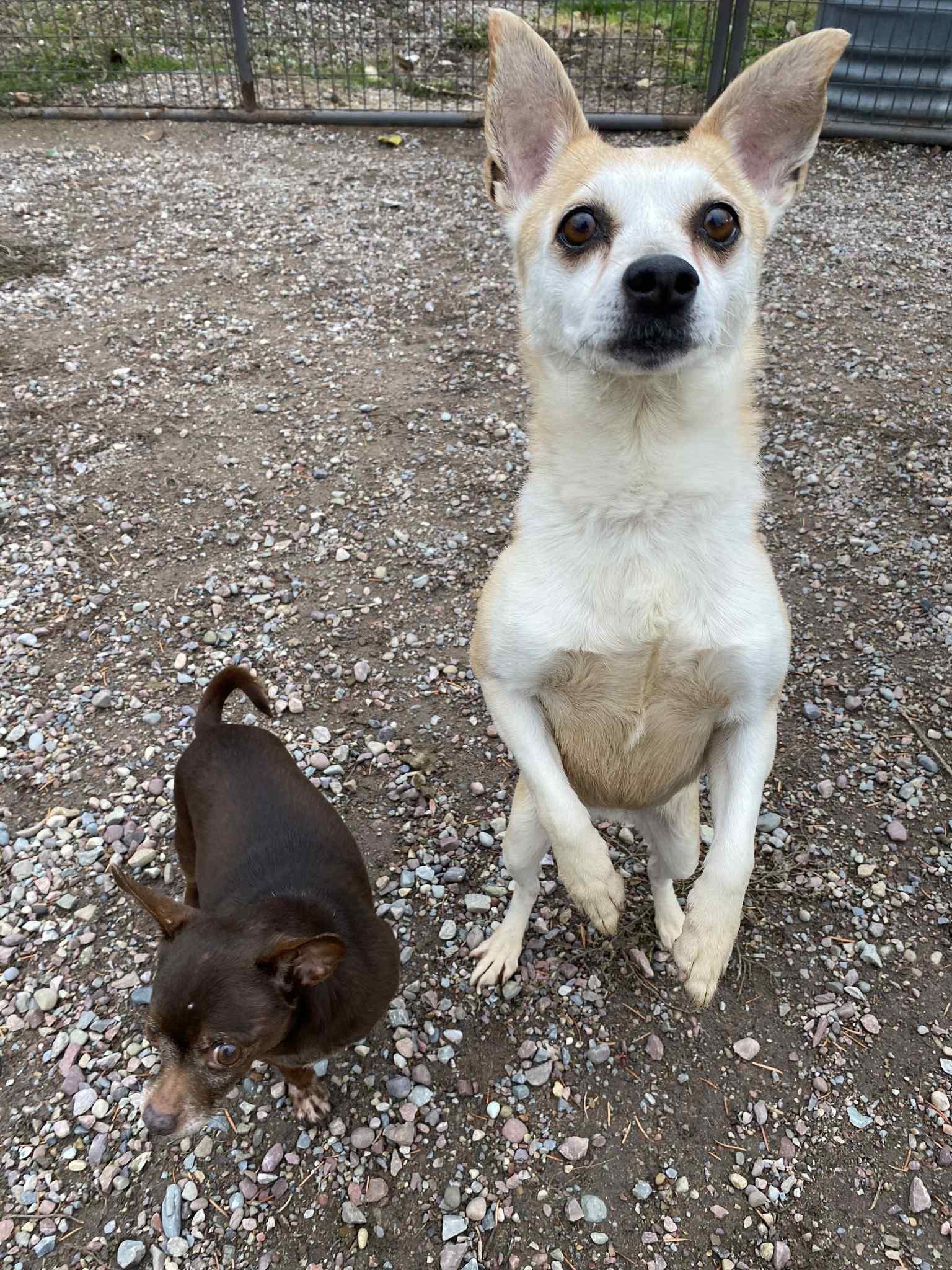 Harley, Adoptable, Adult Female Chihuahua.