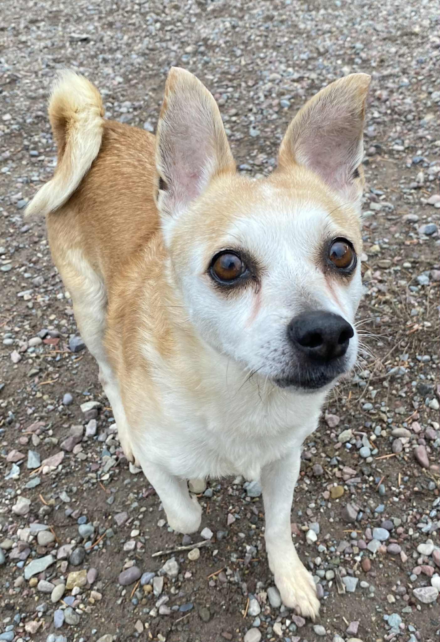 Enlarge Harley, a Adoptable mixed breed in Polson, MT image 2/4