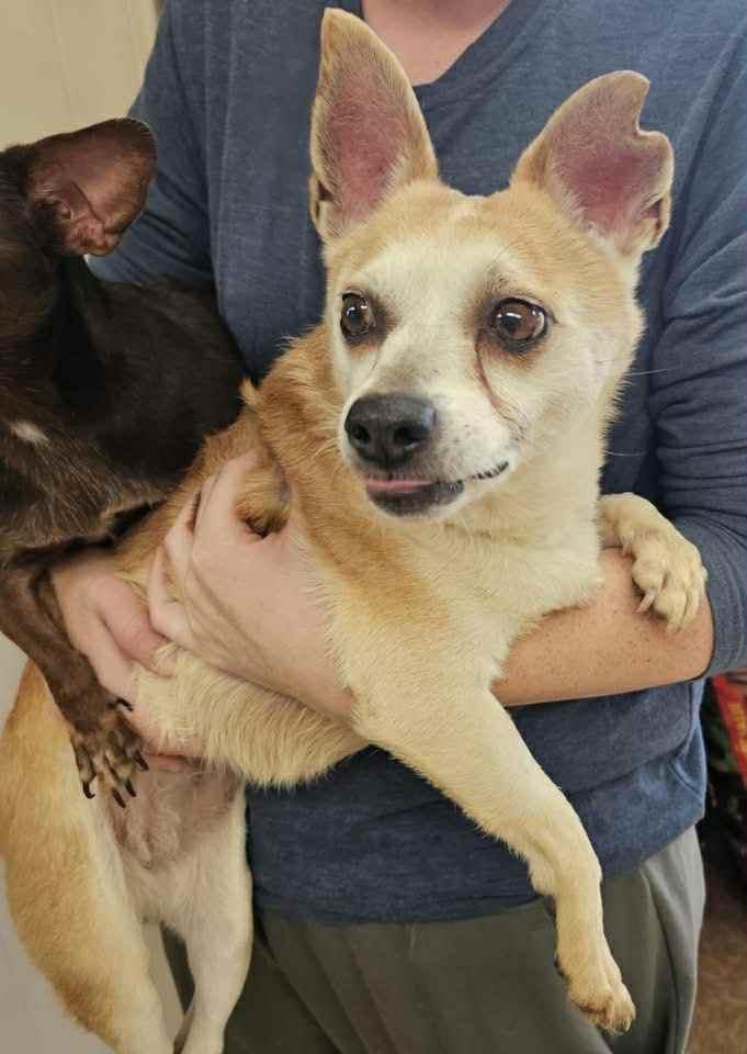 Enlarge Harley, a Adoptable mixed breed in Polson, MT image 3/4