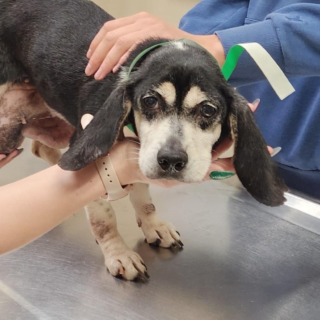 Baylee 22081 — thumbnail 2