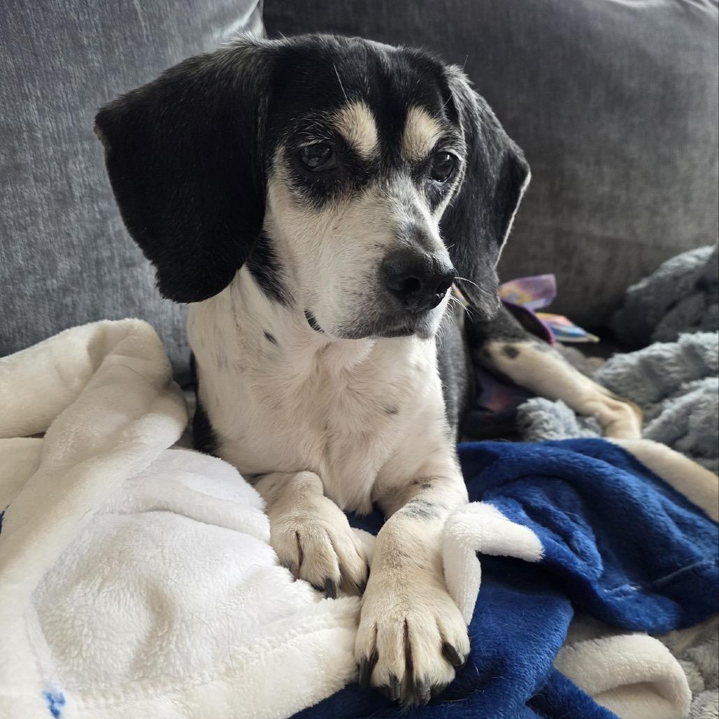 Baylee 22081 — thumbnail 3