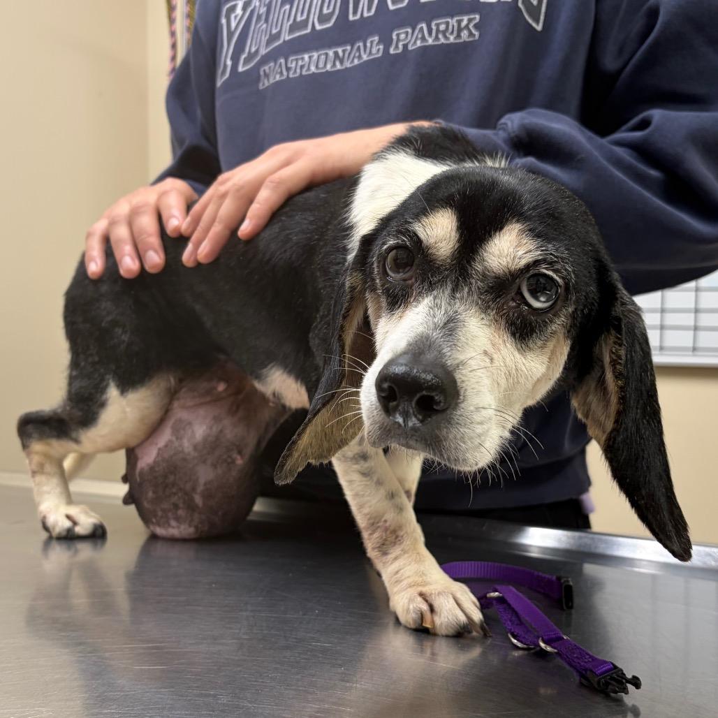 Baylee 22081 — thumbnail 5