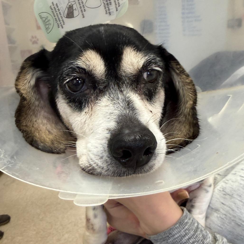 Baylee 22081 — thumbnail 6