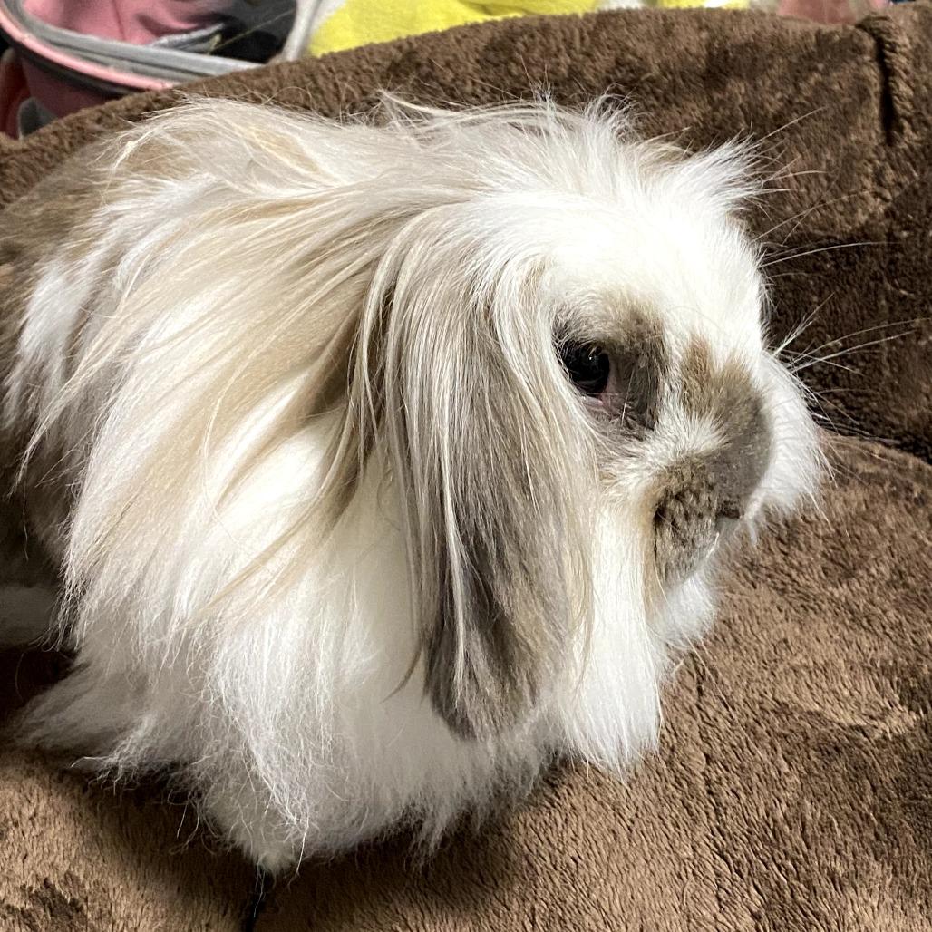 Raina, Adoptable, Adult Female Holland Lop & American Fuzzy Lop.