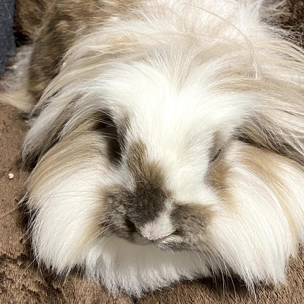 Raina, a Adoptable mixed breed in Portland, OR image 2/3