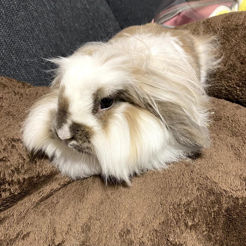 Raina, a Adoptable mixed breed in Portland, OR image 3/3