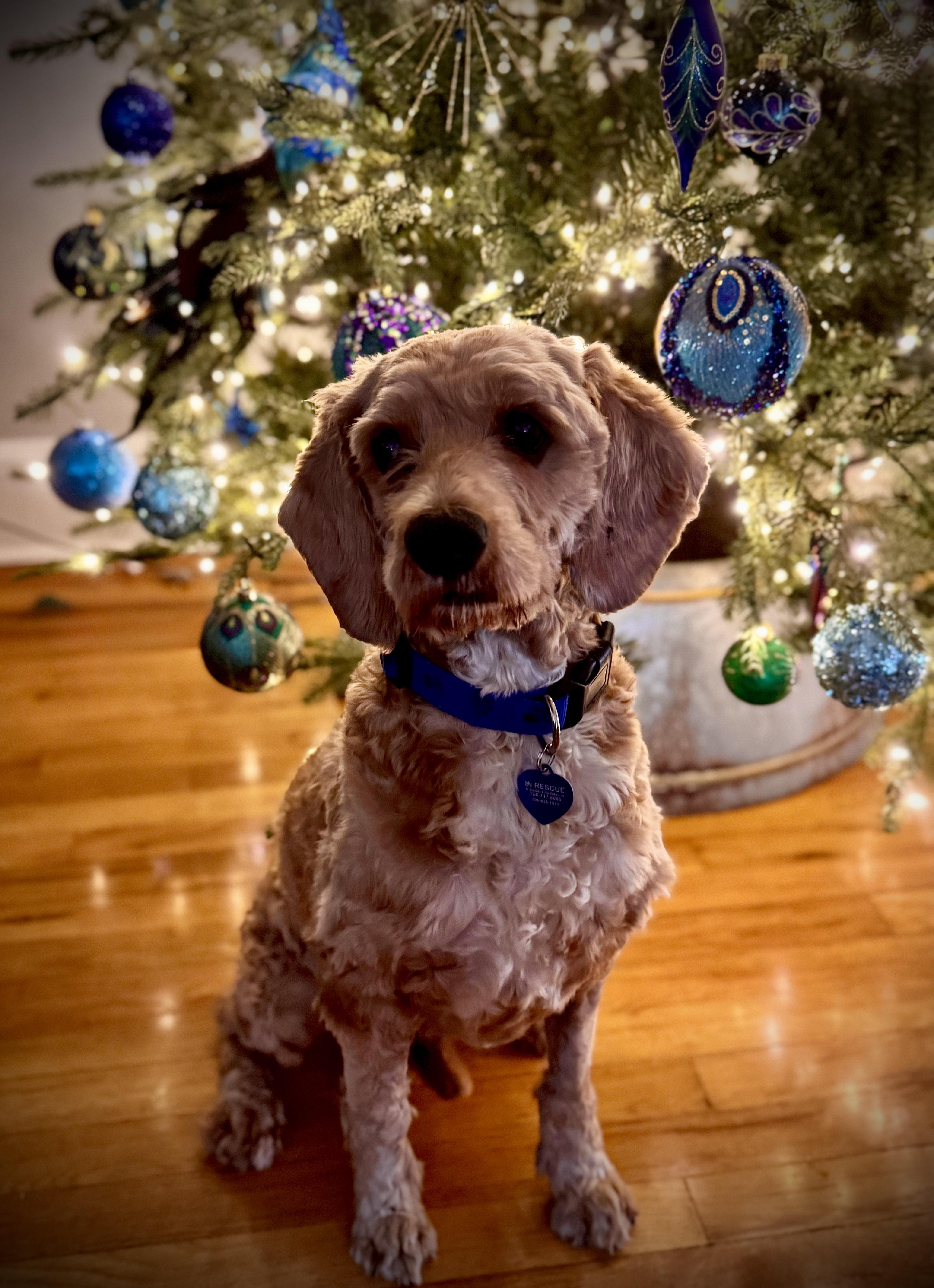 Bentley, ADOPTABLE, Adult Male Cocker Spaniel & Poodle.