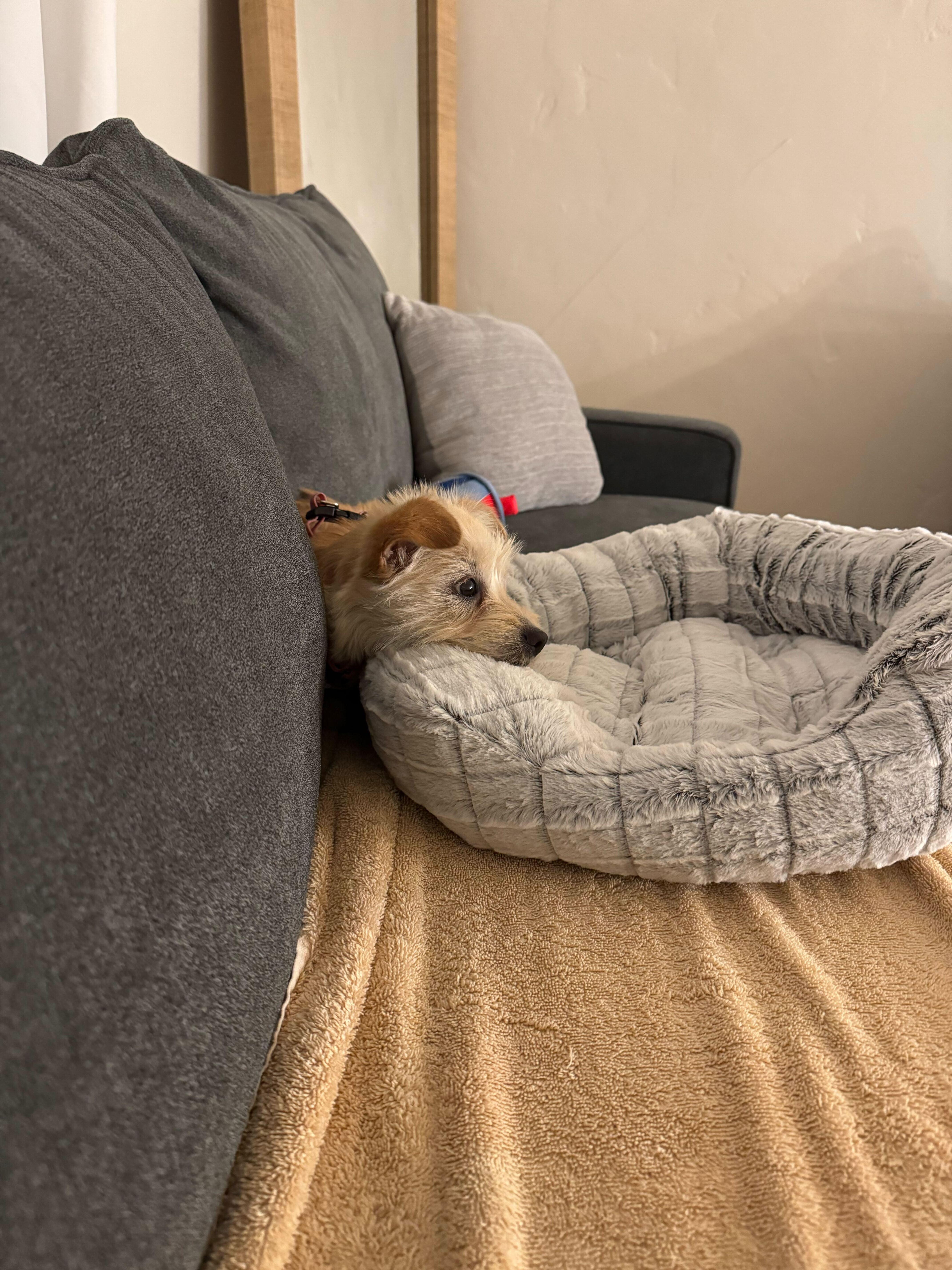 Enlarge Paris, an adopted mixed breed in Los Angeles, CA image 5/5