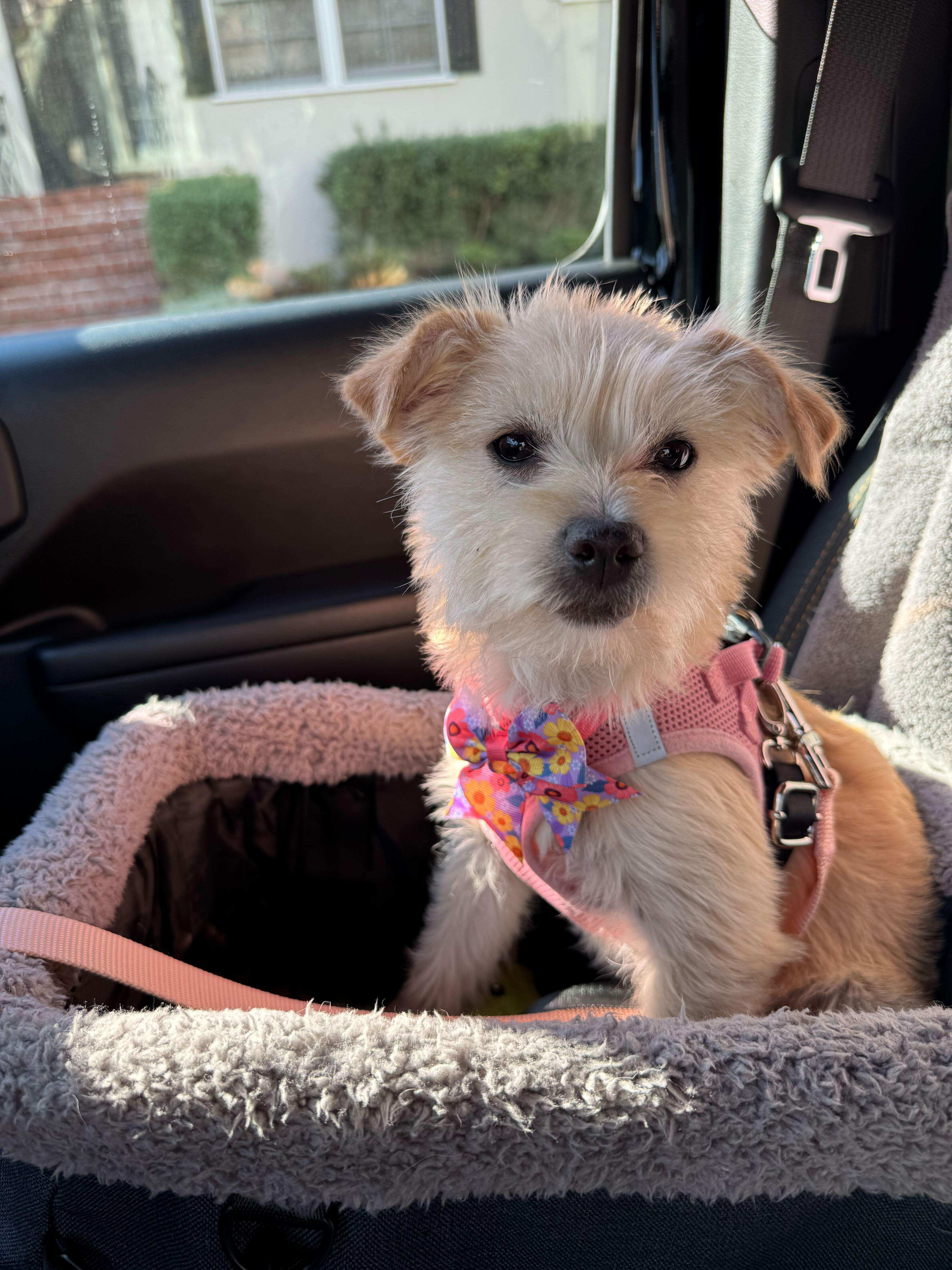 Enlarge Paris, an adopted mixed breed in Los Angeles, CA image 2/5