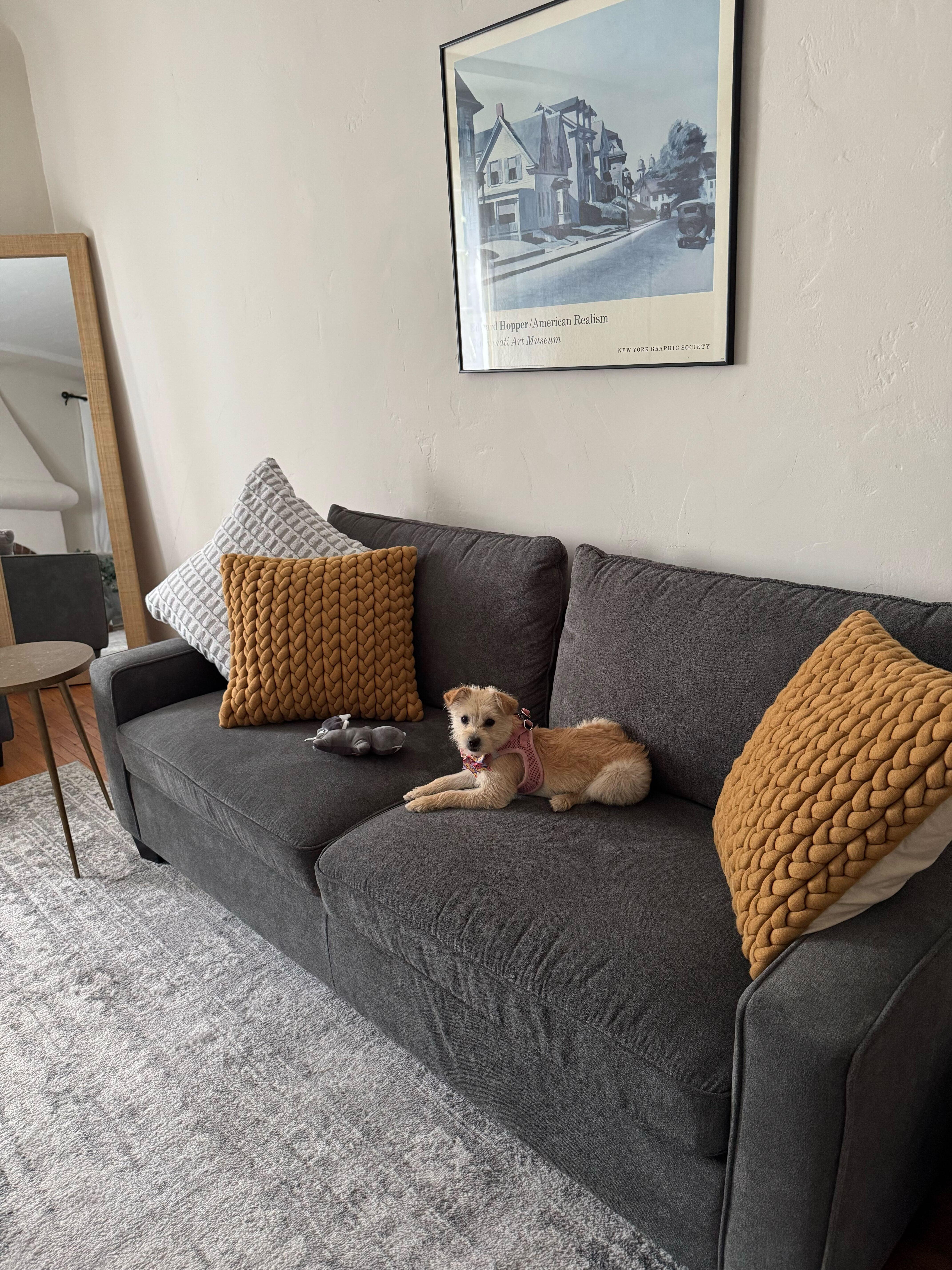 Enlarge Paris, an adopted mixed breed in Los Angeles, CA image 4/5