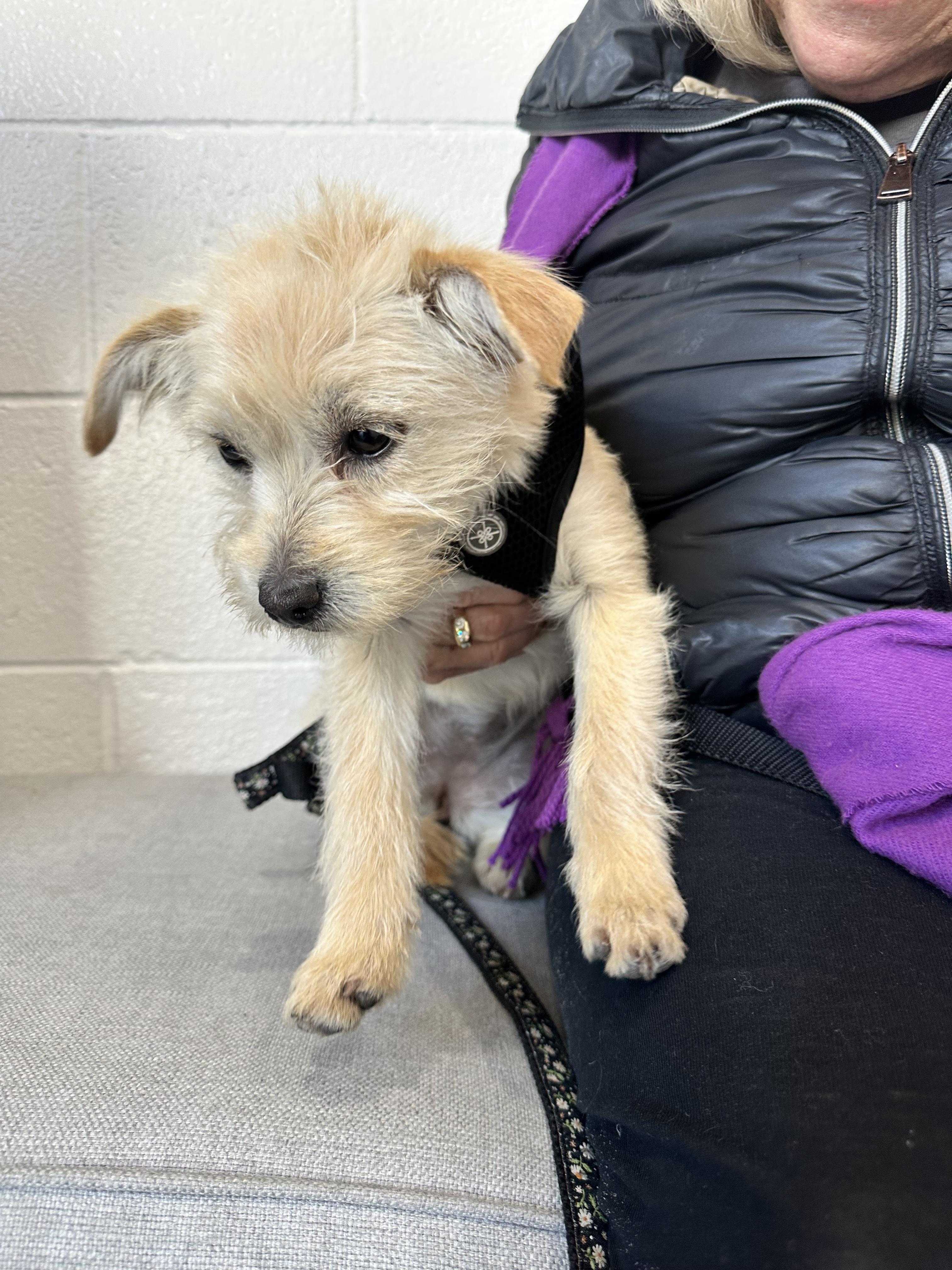 Enlarge Paris, an adopted mixed breed in Los Angeles, CA image 1/5