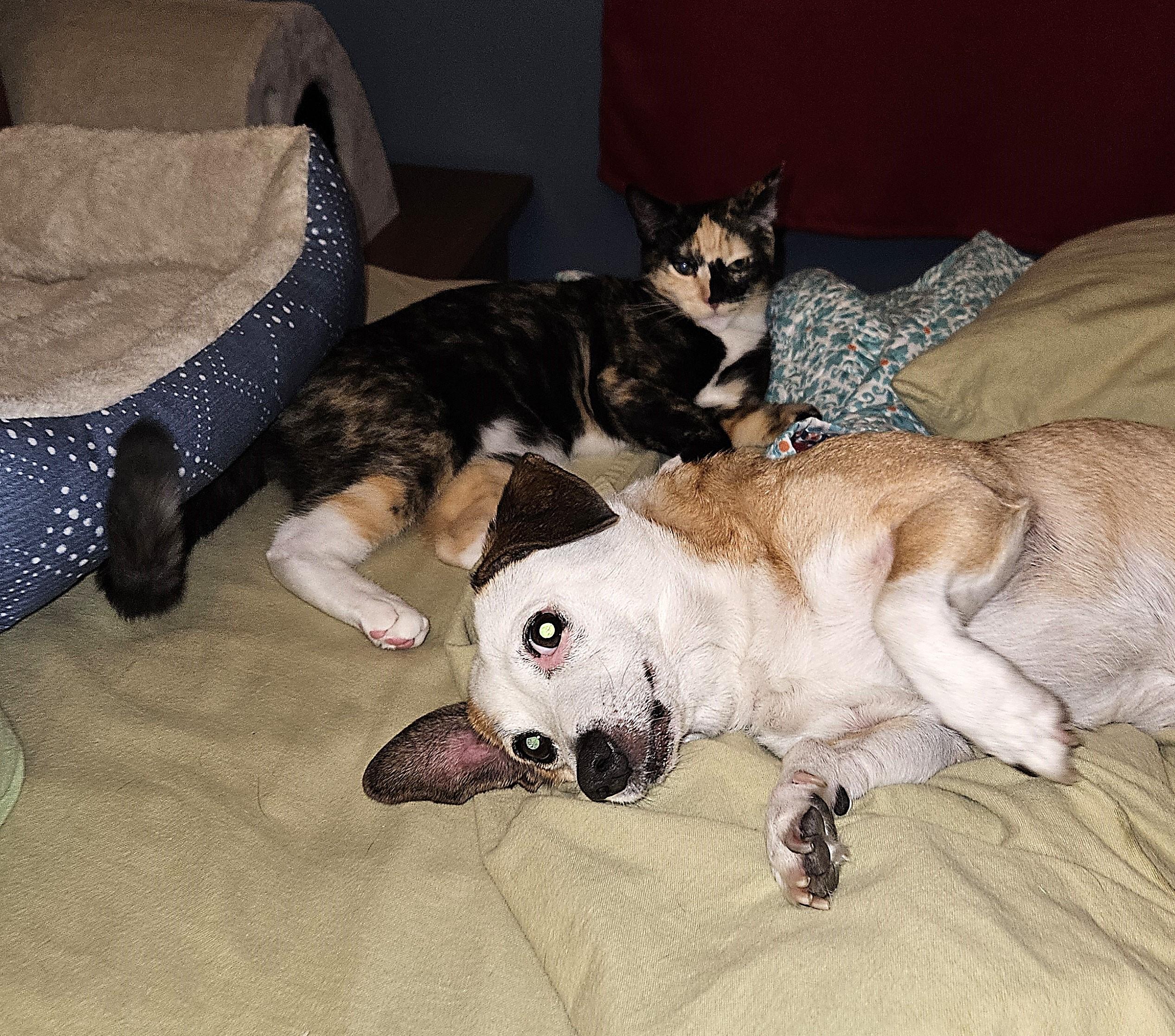 Enlarge Vanna, a Adoptable Calico image 3/6