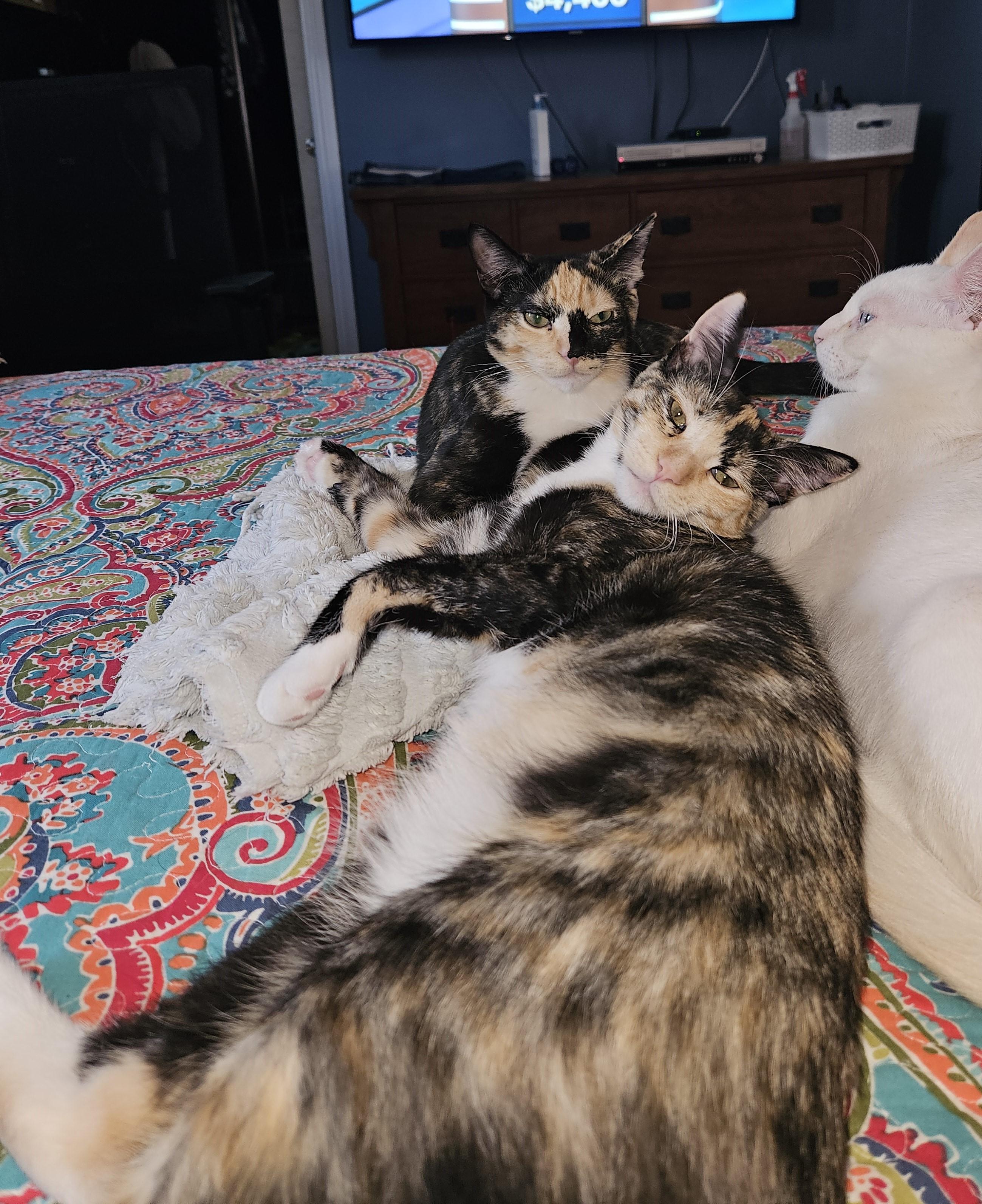 Enlarge Vanna, a Adoptable Calico image 4/6