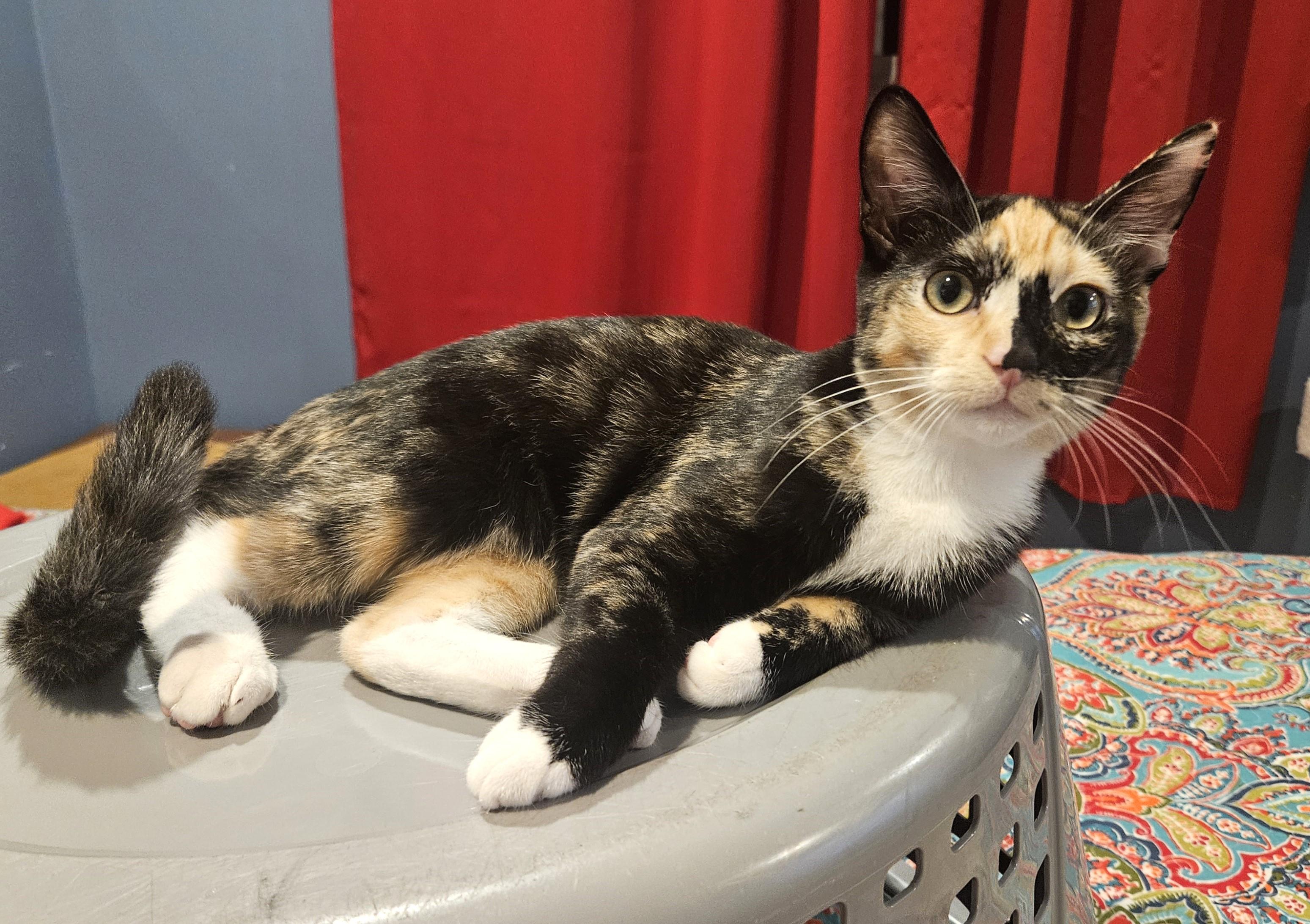 Vanna, Adoptable, Kitten Female Calico.