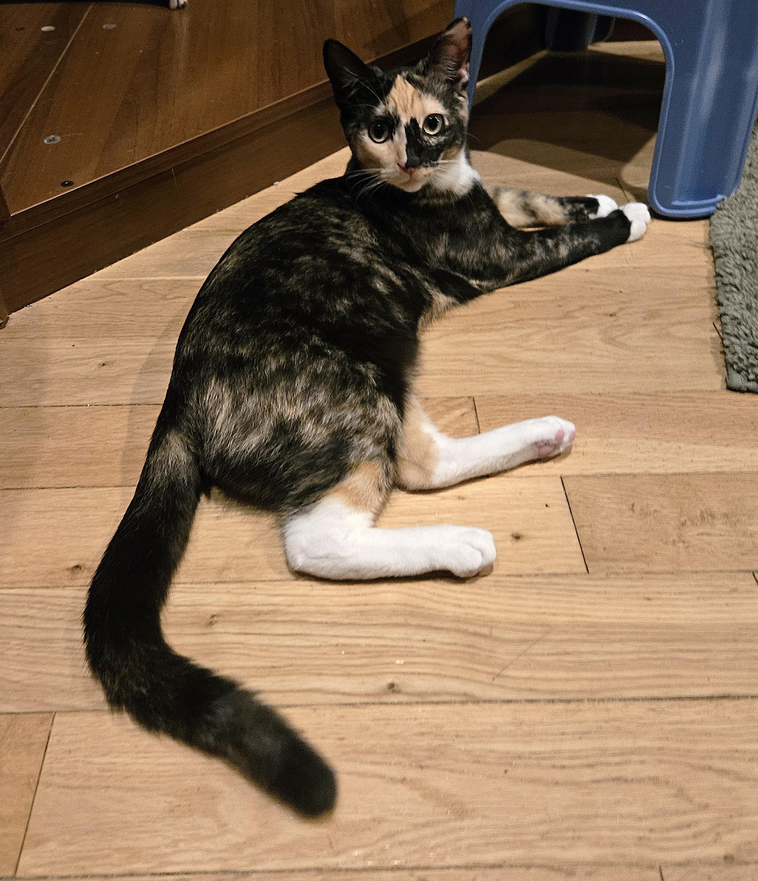 Enlarge Vanna, a Adoptable Calico image 5/6