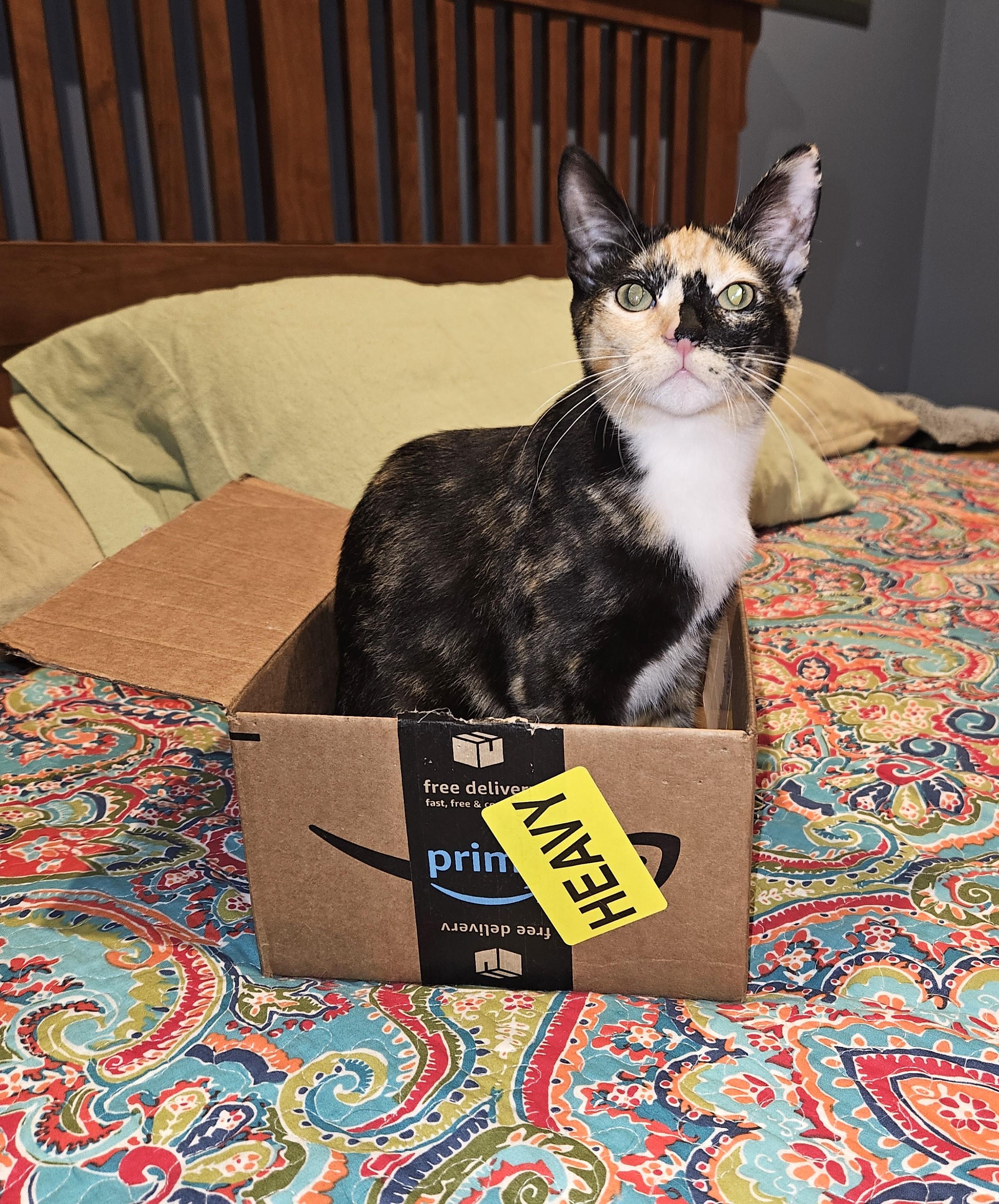 Enlarge Vanna, a Adoptable Calico image 6/6