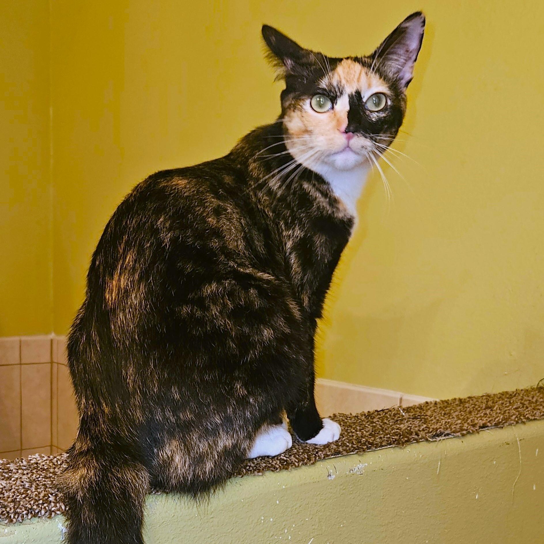 Enlarge Vanna, a Adoptable Calico in Rancho Palos Verdes, CA image 2/6