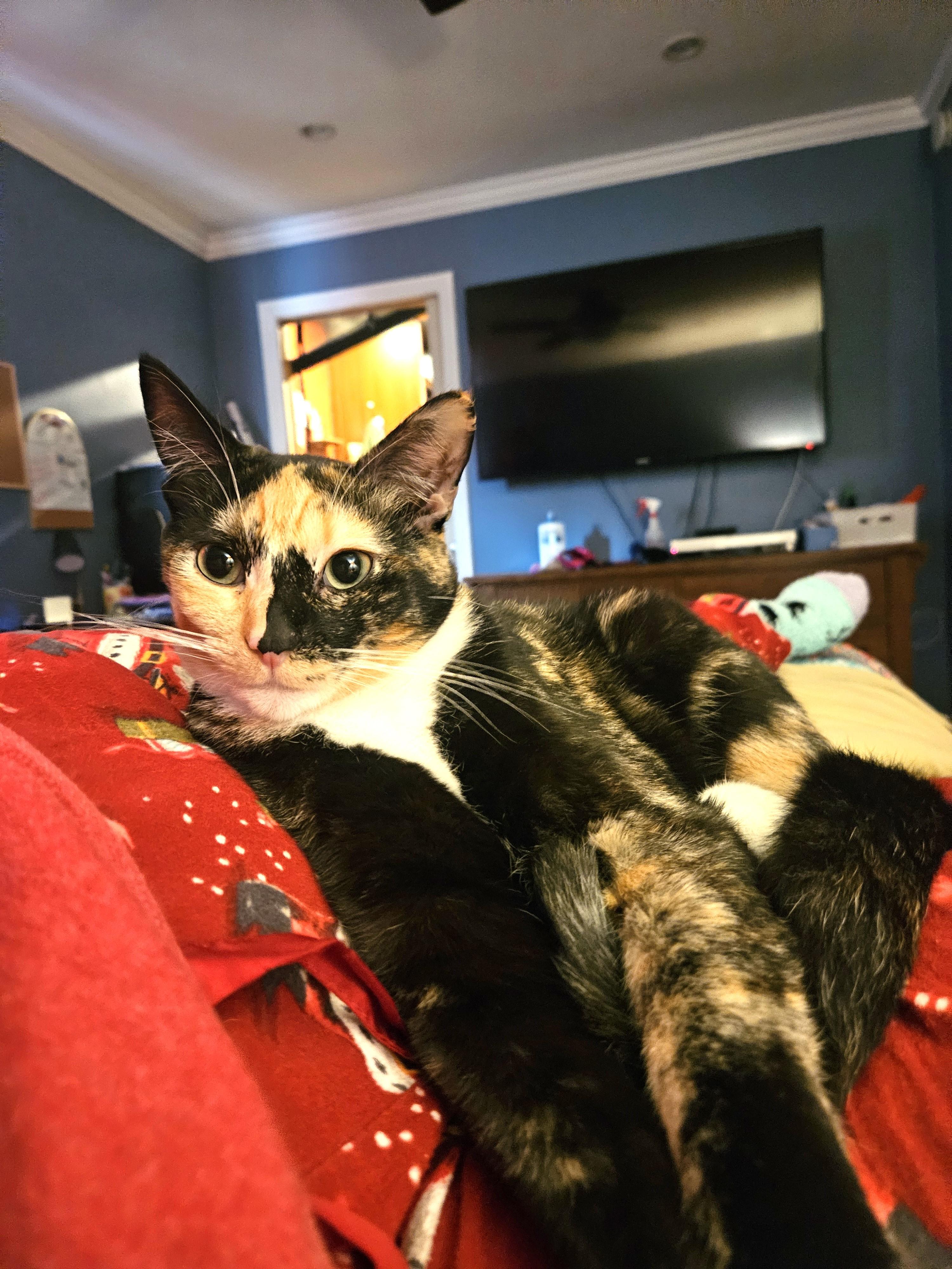 Vanna, Adoptable, Kitten Female Calico.