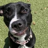 Enlarge Luna, an adopted mixed breed in Hilliard, OH image 1/1