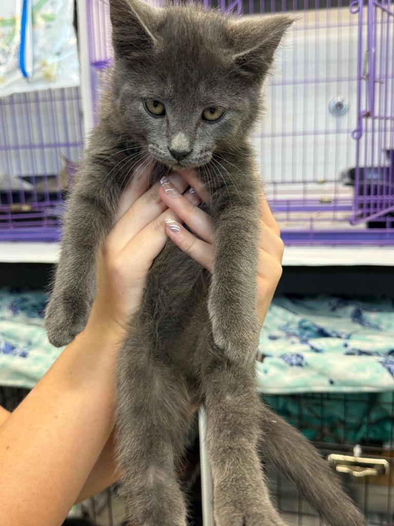 Enlarge Brody (PA), a Adopted mixed breed in Denham Springs, LA image 1/1