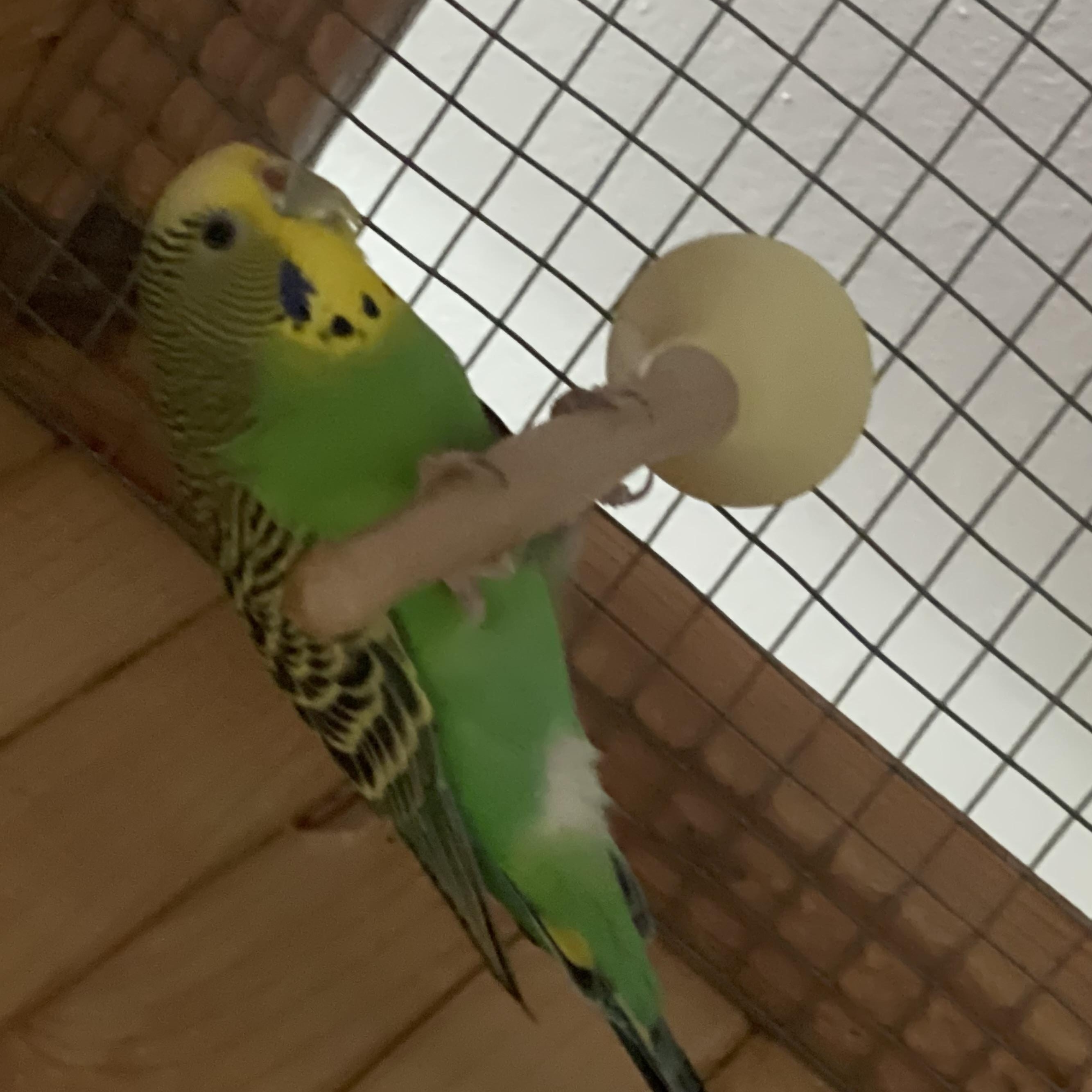 Swoosh, a Adoptable Parakeet (Other) in Andover, CT image 2/6