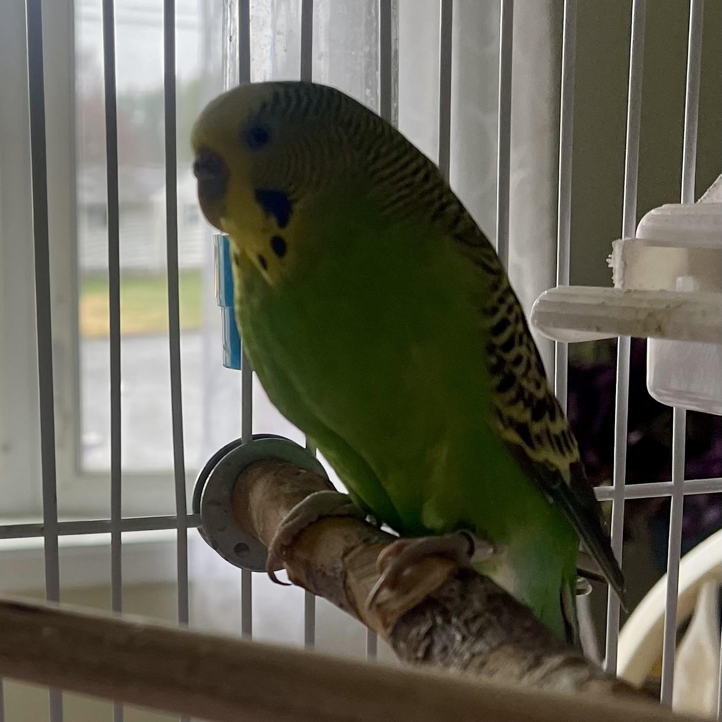 Swoosh, a Adoptable Parakeet (Other) in Andover, CT image 4/6