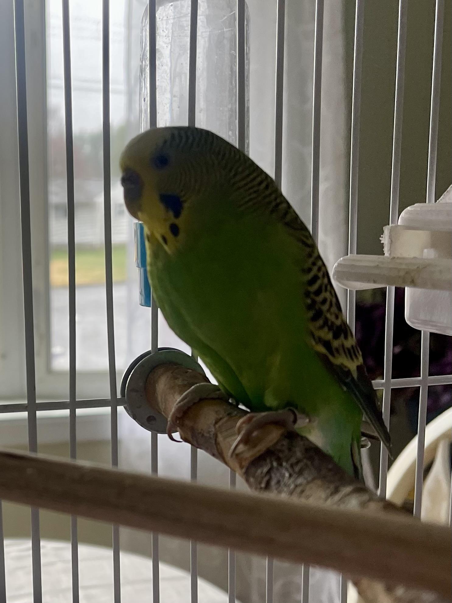 Swoosh, a Adoptable Parakeet (Other) in Andover, CT image 3/6