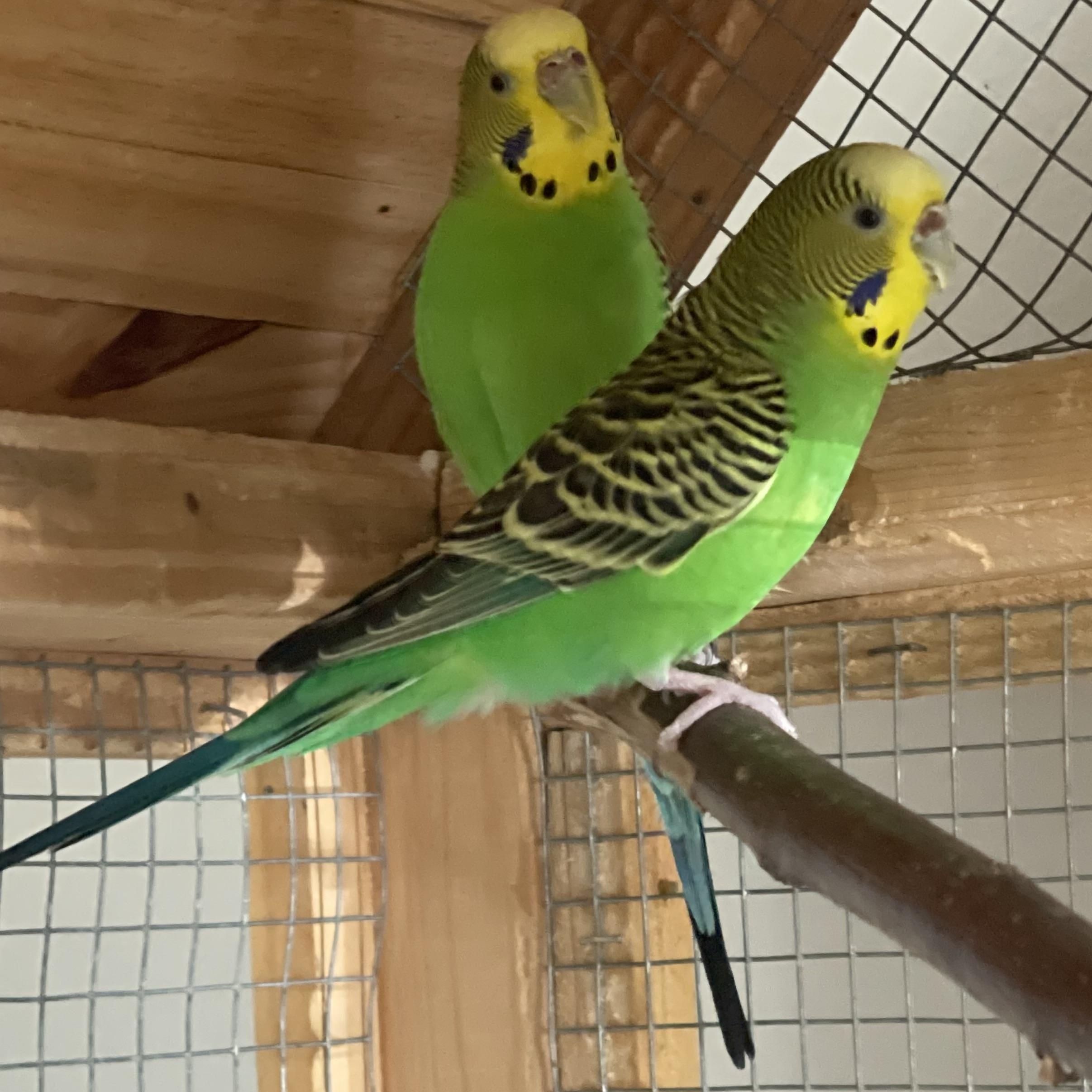 Swoosh, Adoptable, Young Female Parakeet (Other).