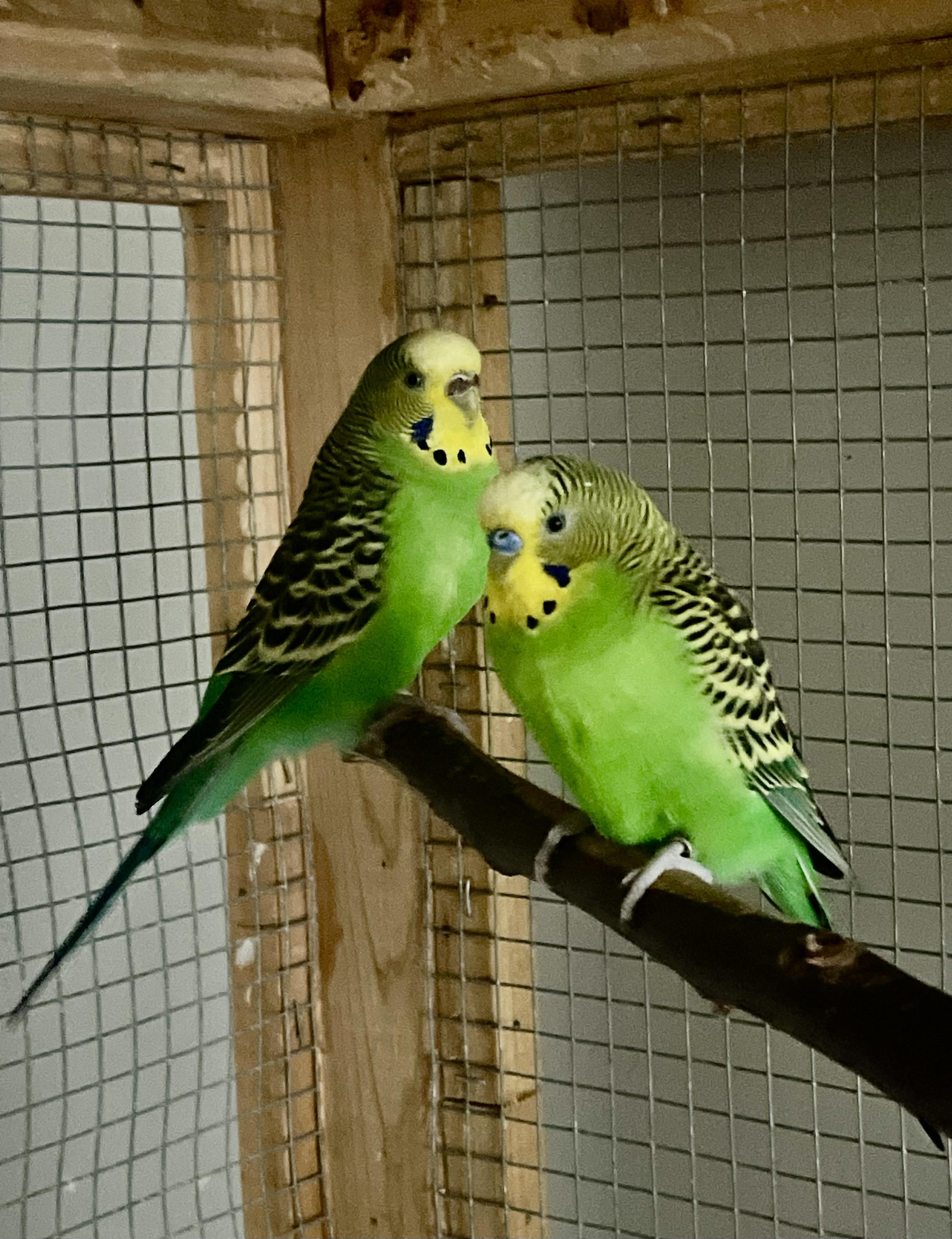 Swoosh, a Adoptable Parakeet (Other) in Andover, CT image 6/6